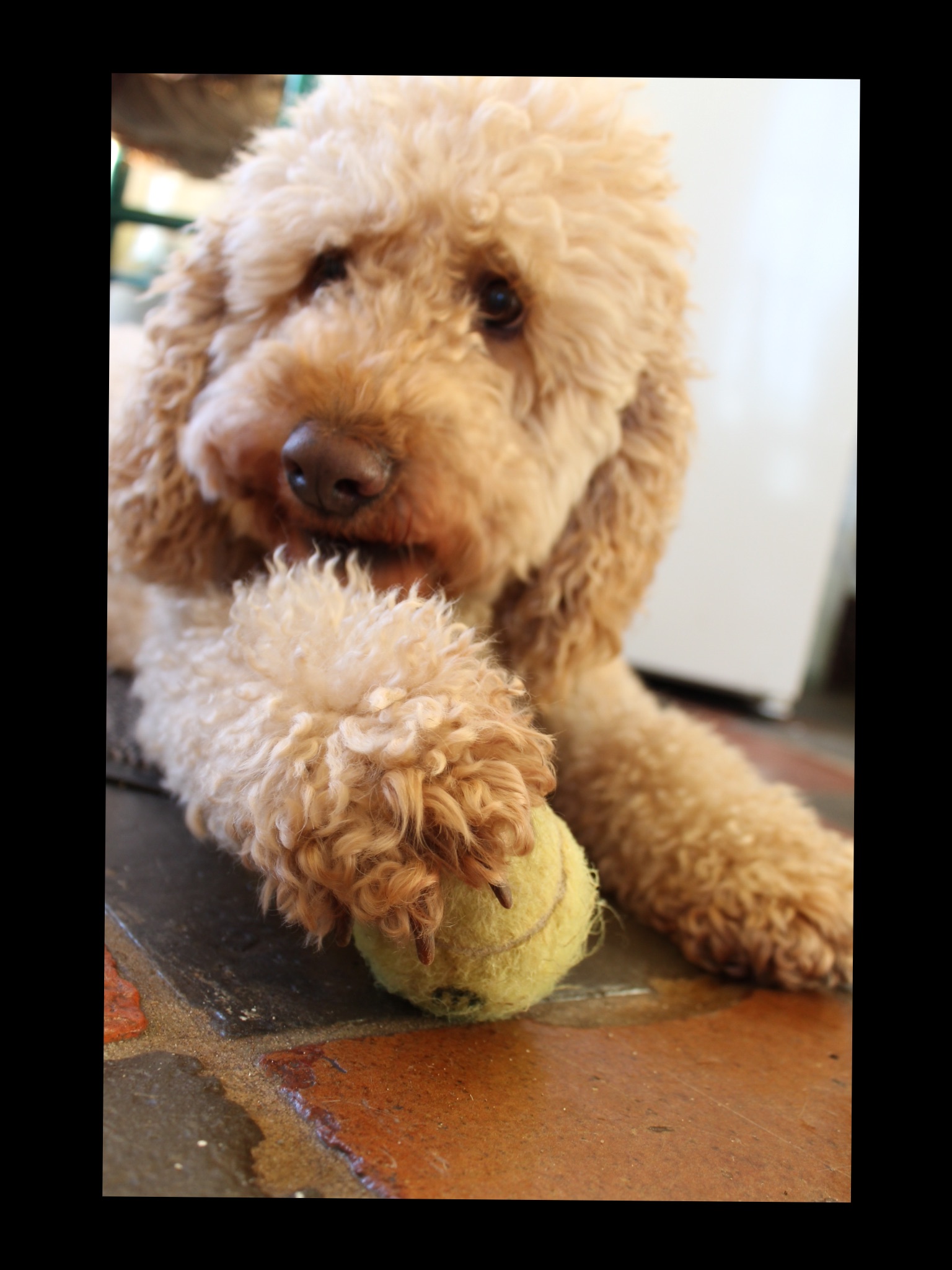 onscherpe-hond-met-scherpe-poot