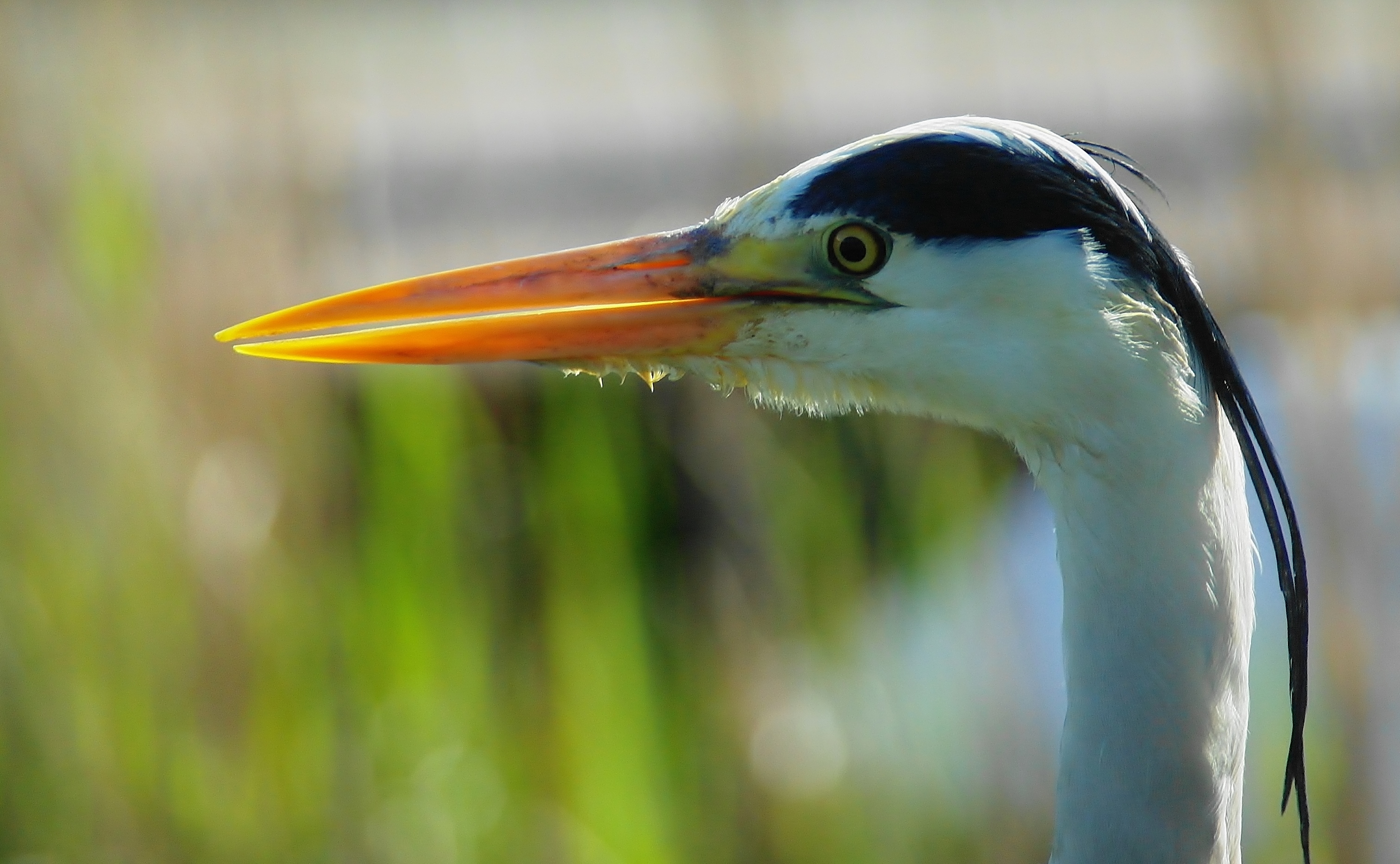 blauwe-reiger-7