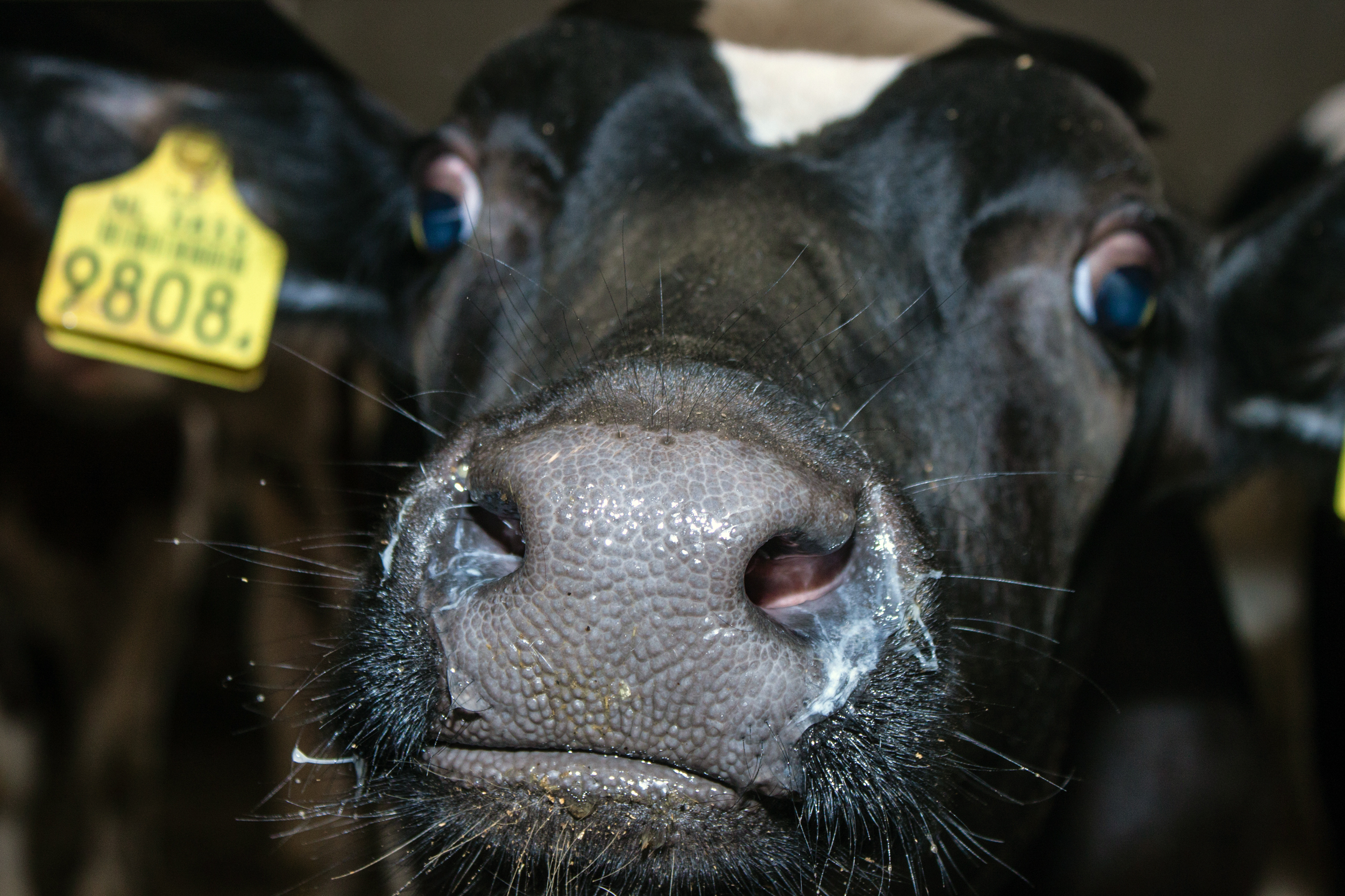 a-cows-nose