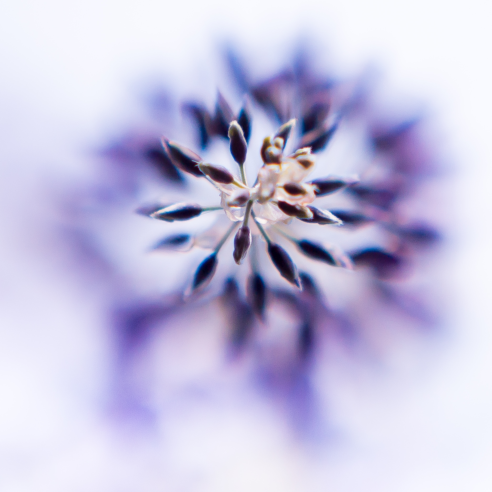 nieuwe-bloem-getekend-met-onscherpte-blauwe-regenvan-onderen-gezien