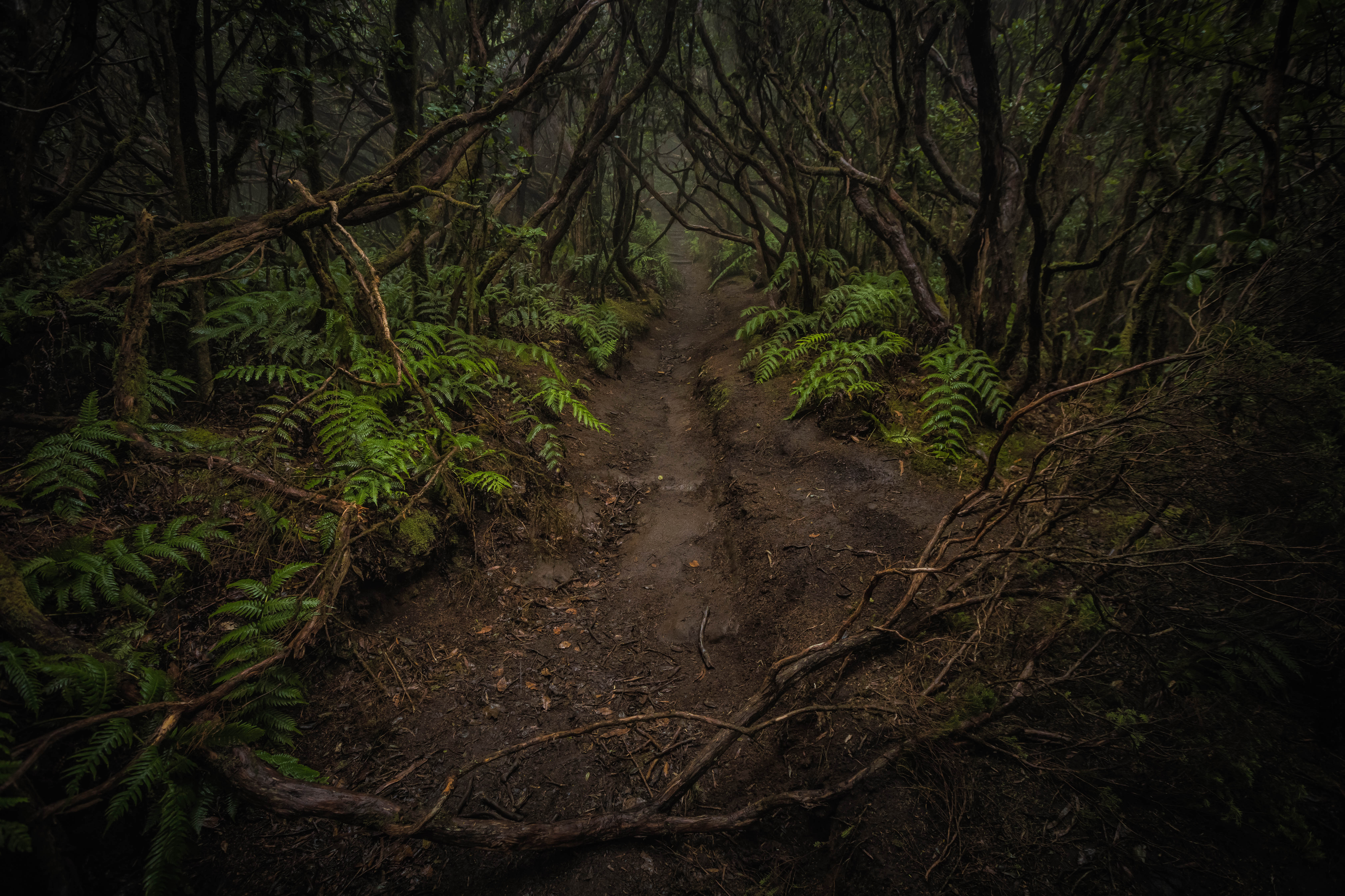 bosque-encantado