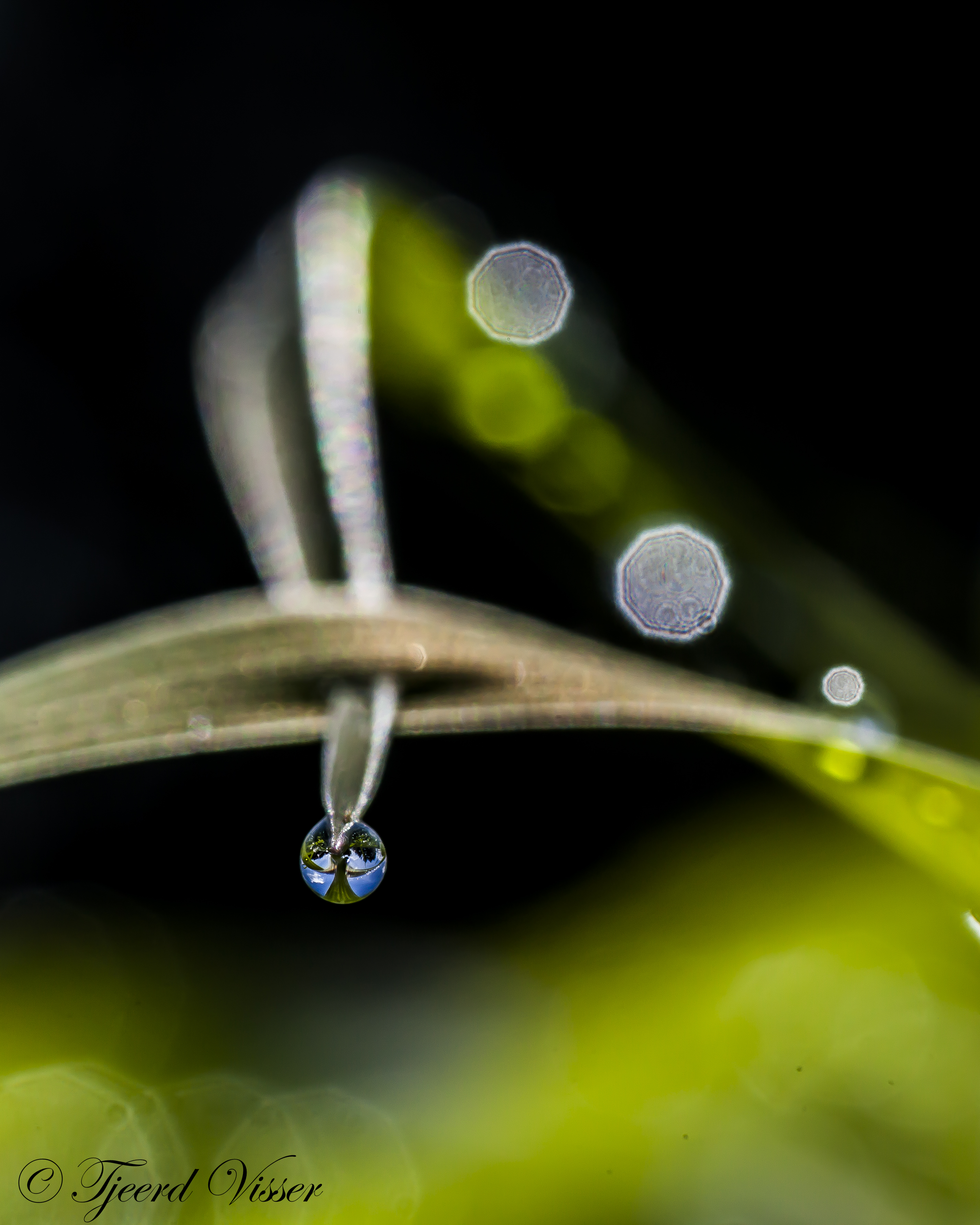 dauwdruppel-1