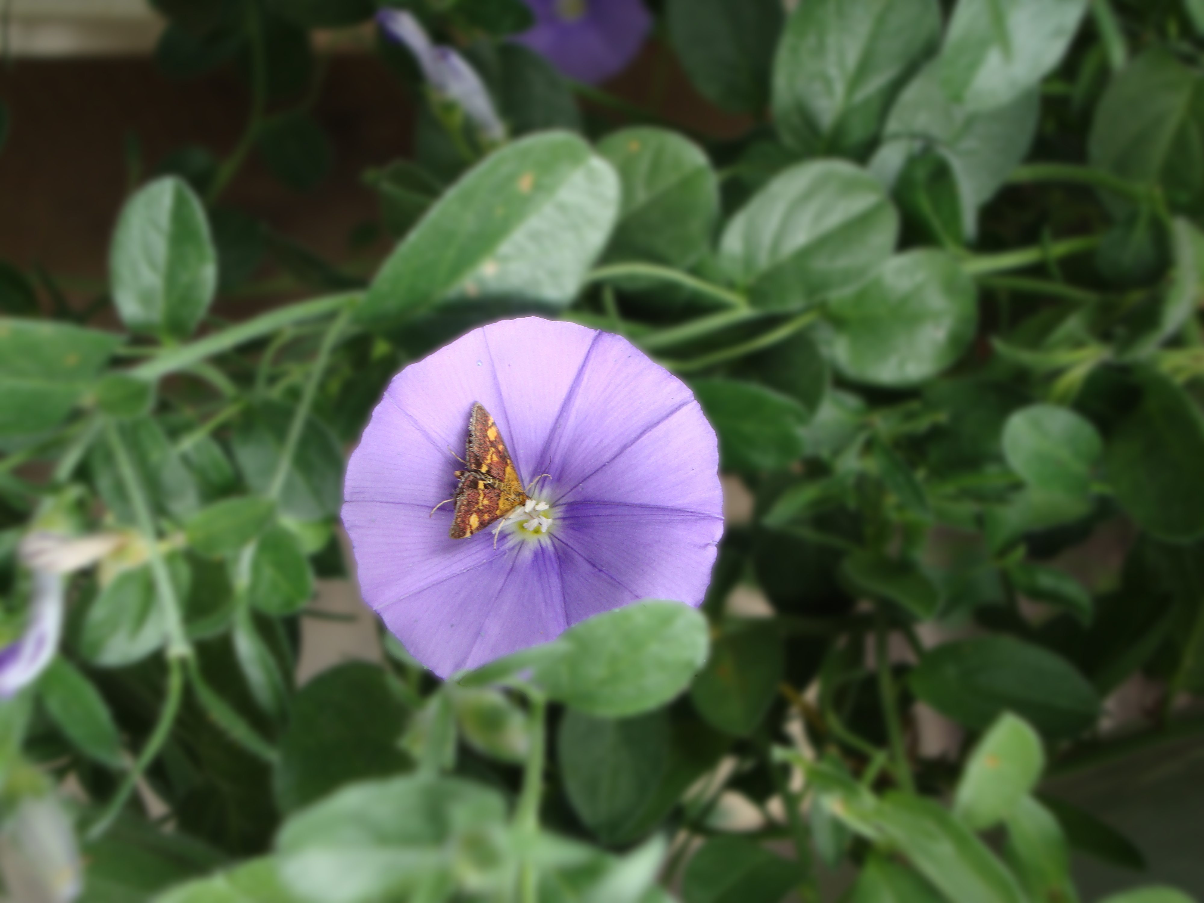 muntvlinder-op-campanula