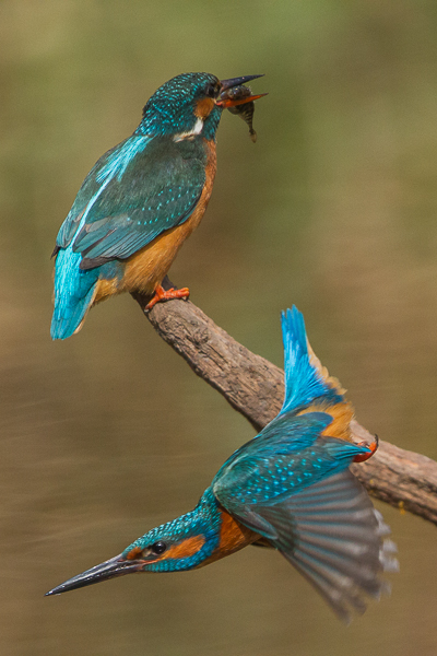 ijsvogel-heeft-net-visje-gebracht-bij-vrouwtje