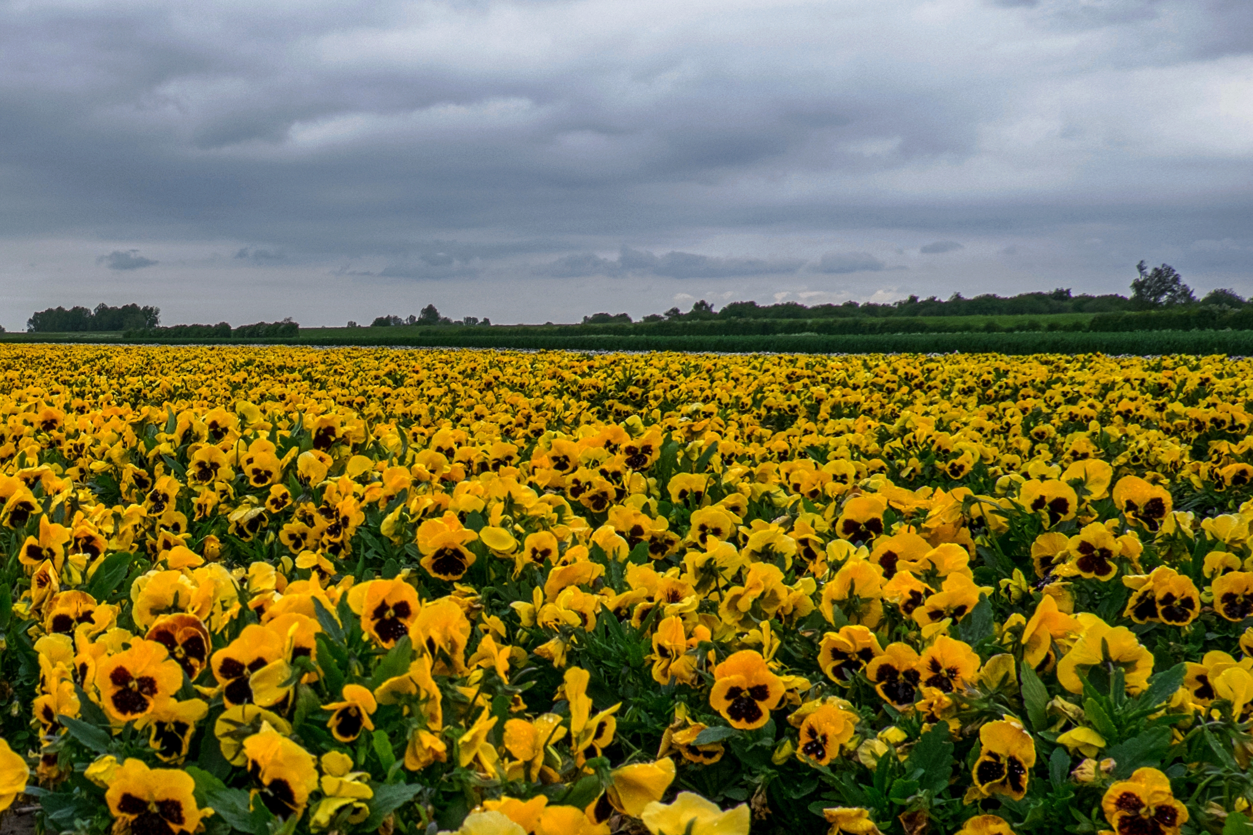 bloemen-in-de-polder