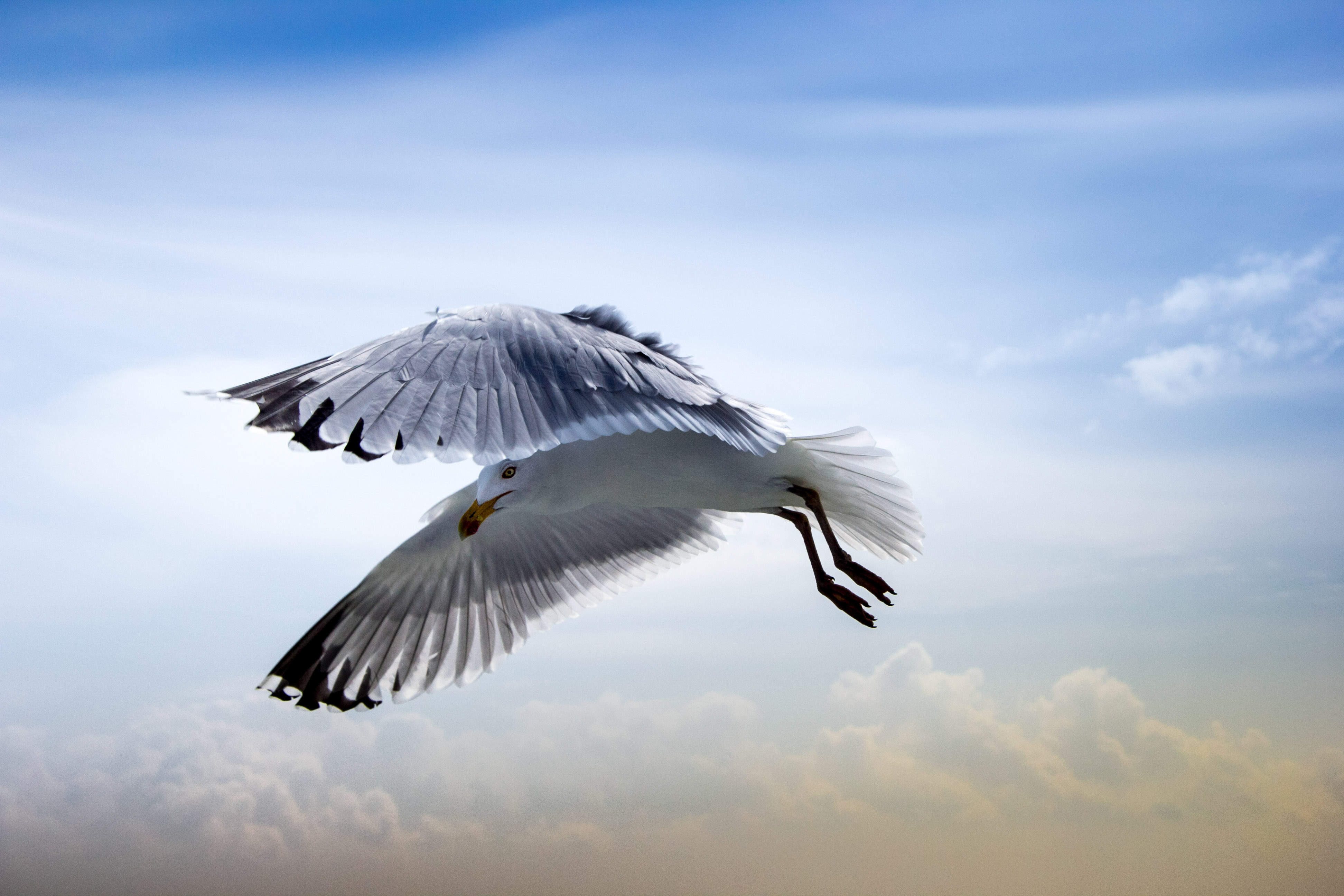 zwevende-zilvermeeuwe