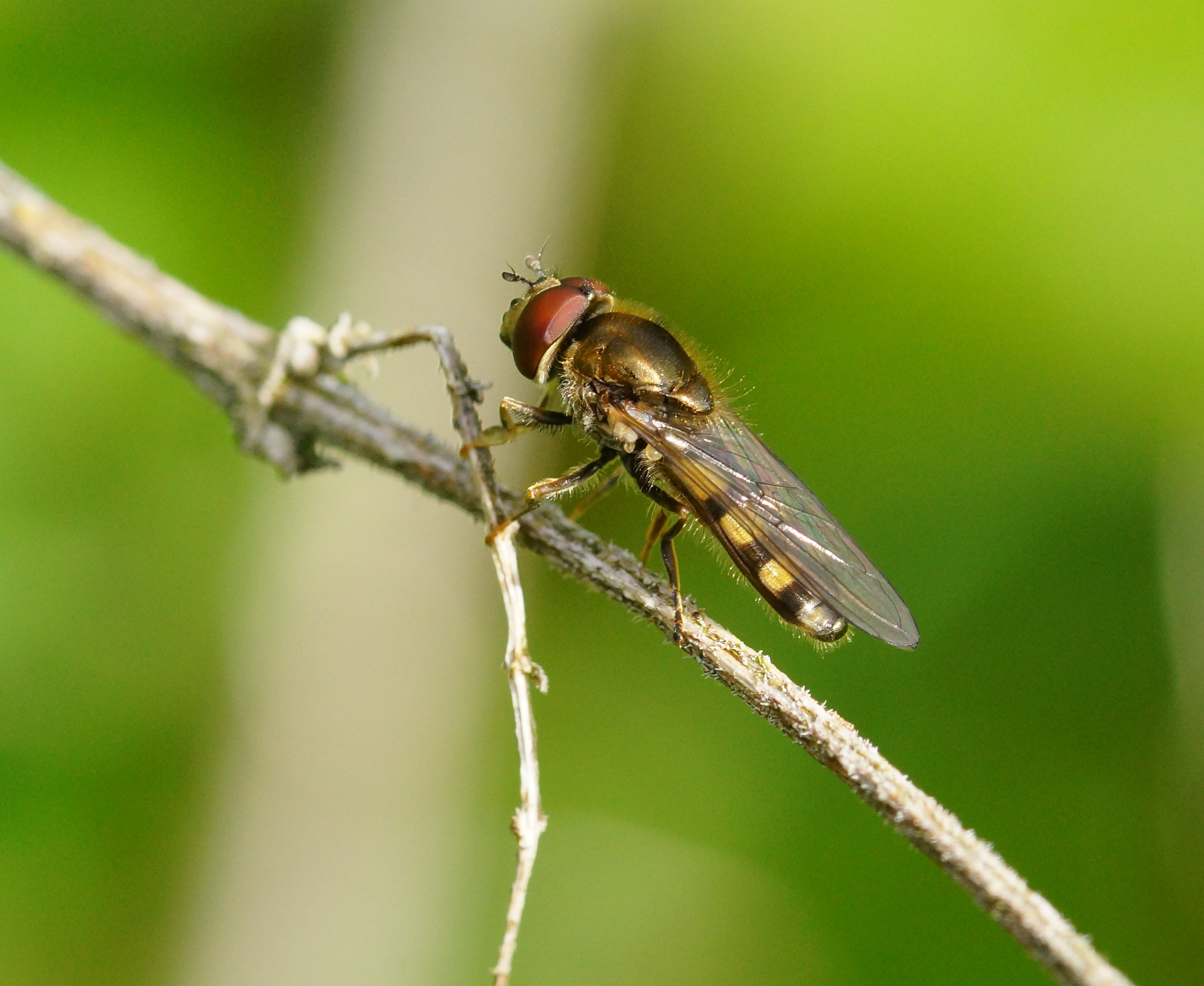 zweefvlieg-12