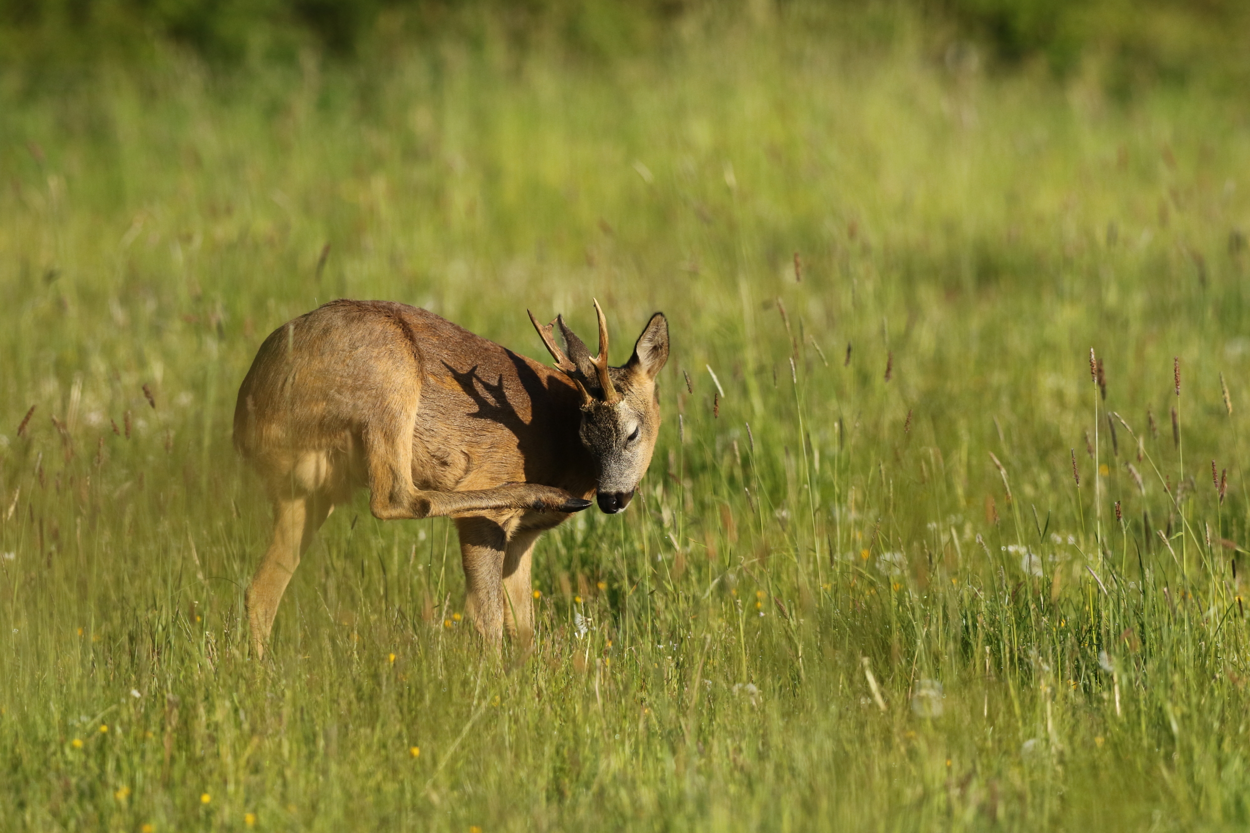 plaatsbok-krapt-zijn-neus