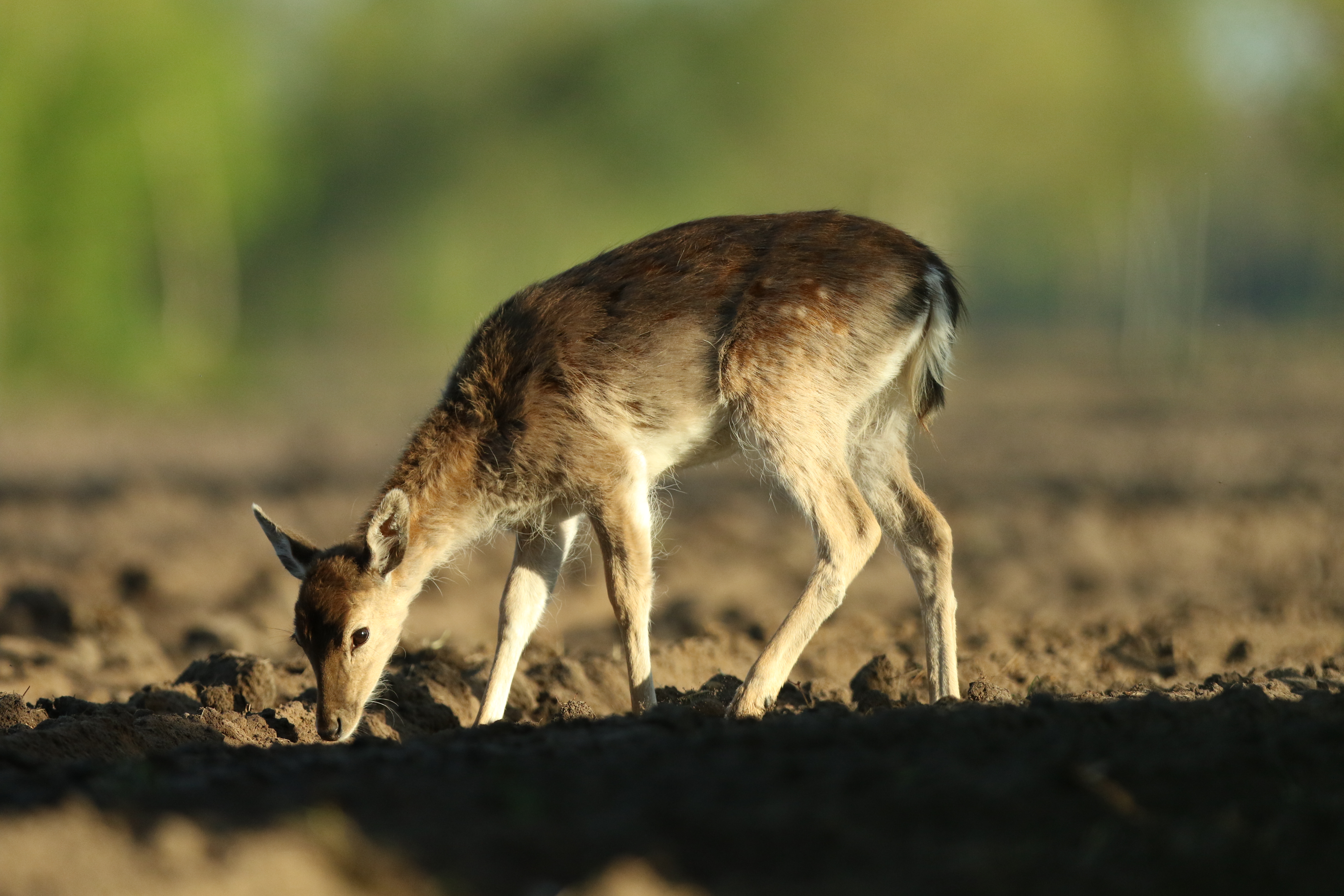damhert-in-de-ochtend