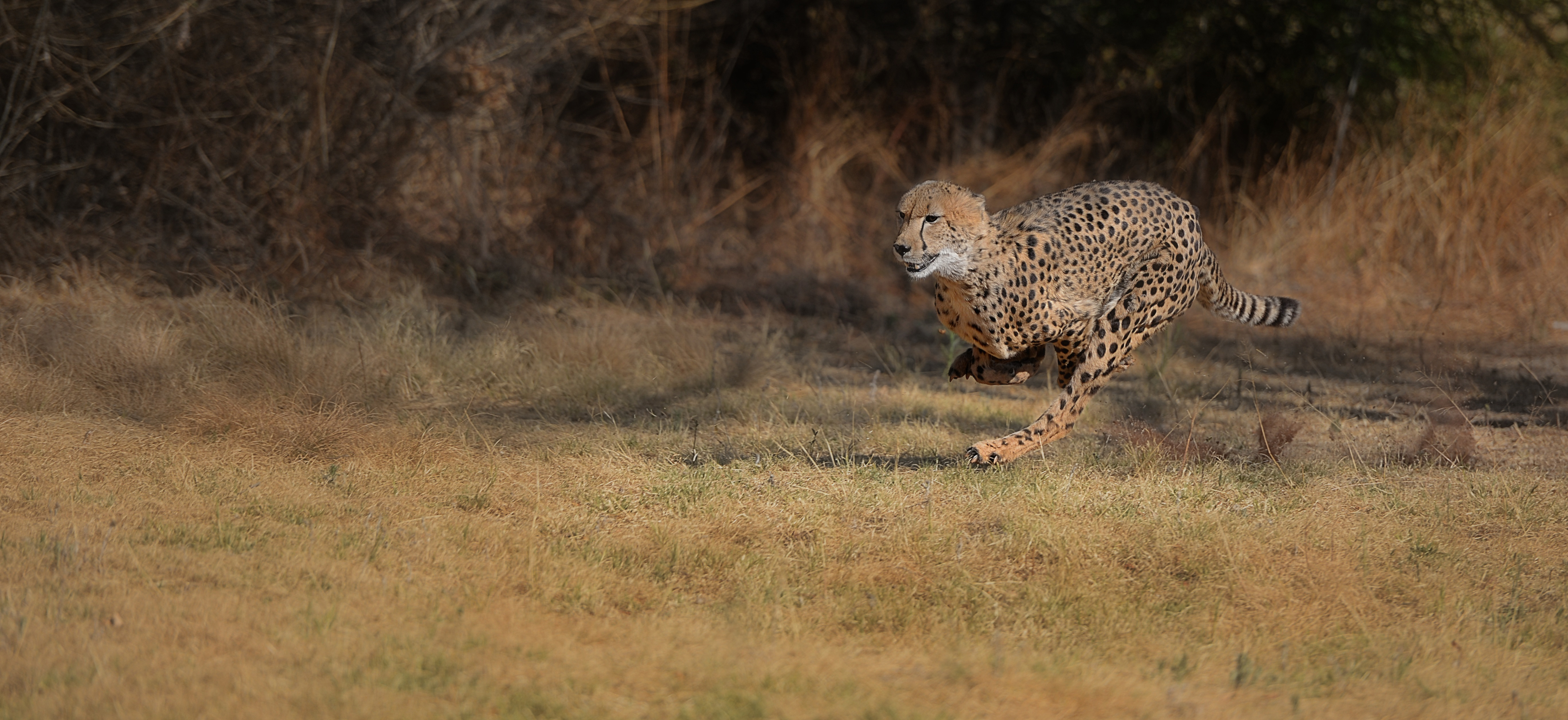 cheetah-in-beweging