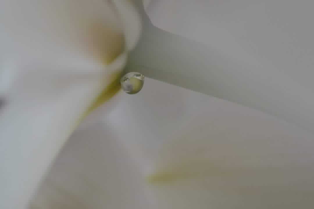 orchidee-16