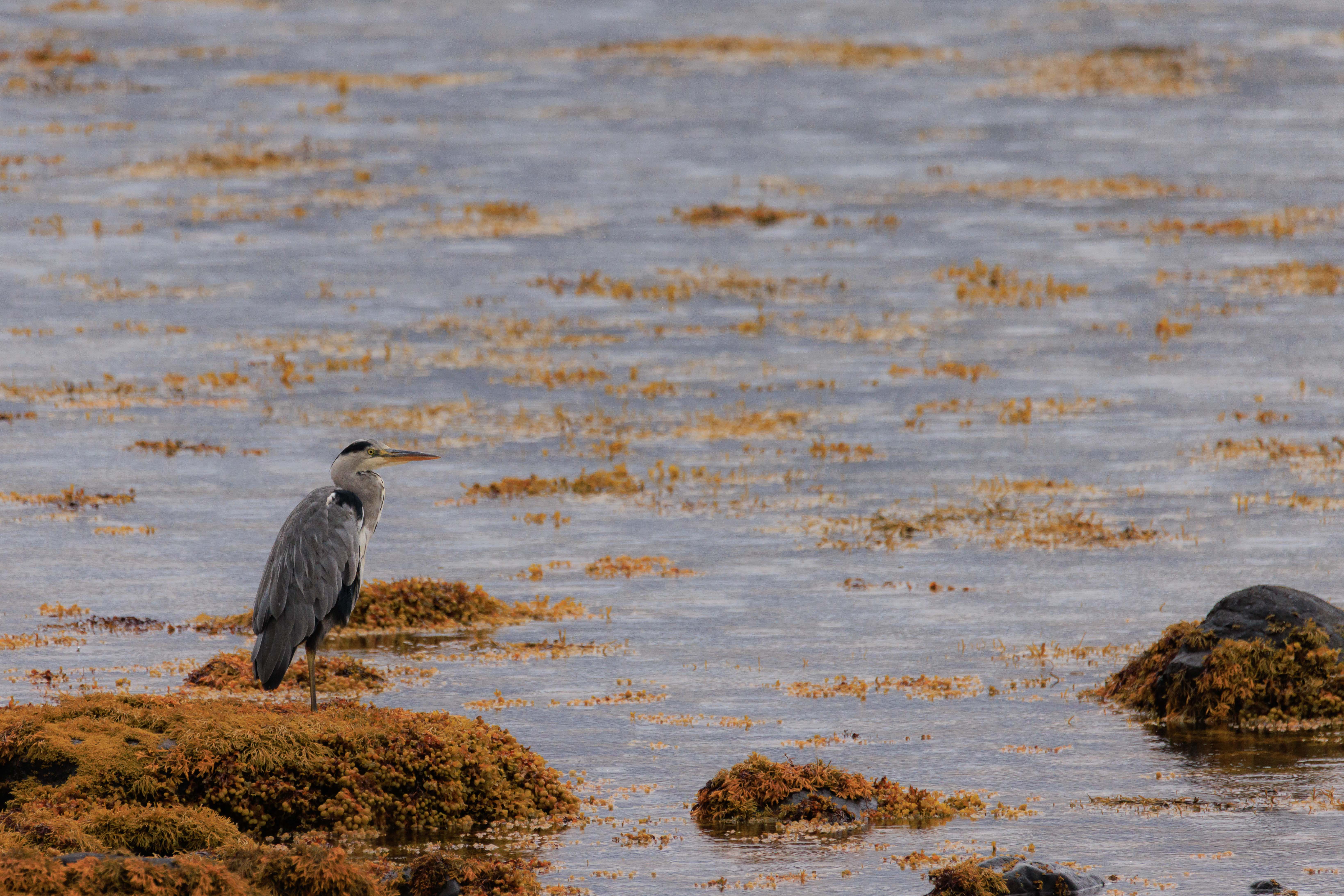 op-de-uitkijk-the-isle-of-mull-scotland