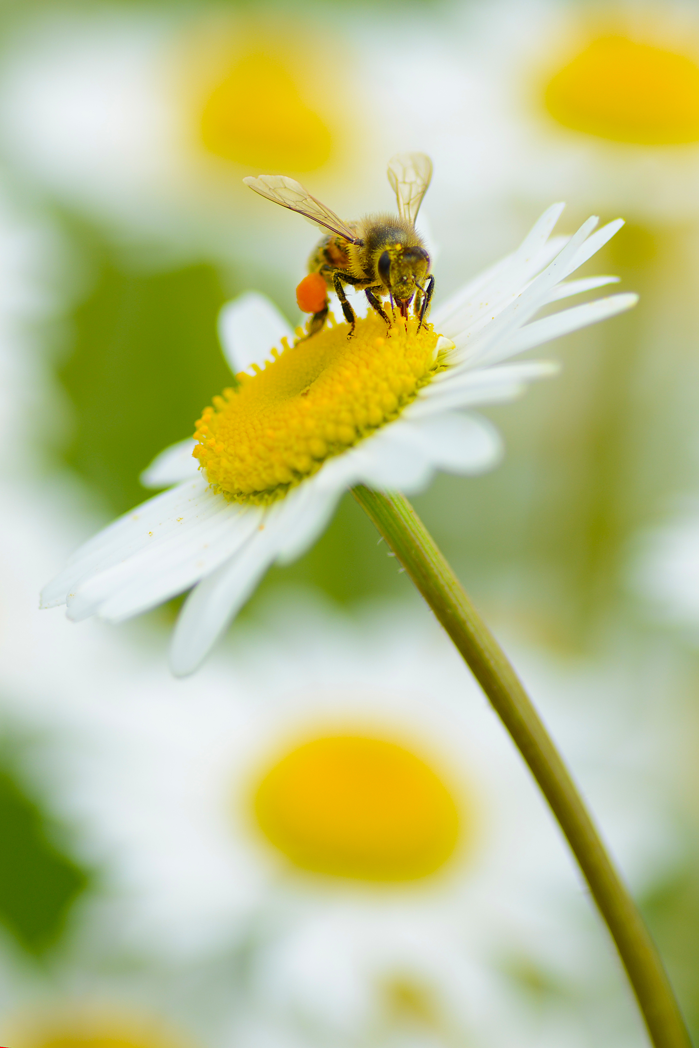 honingbij-op-margriet
