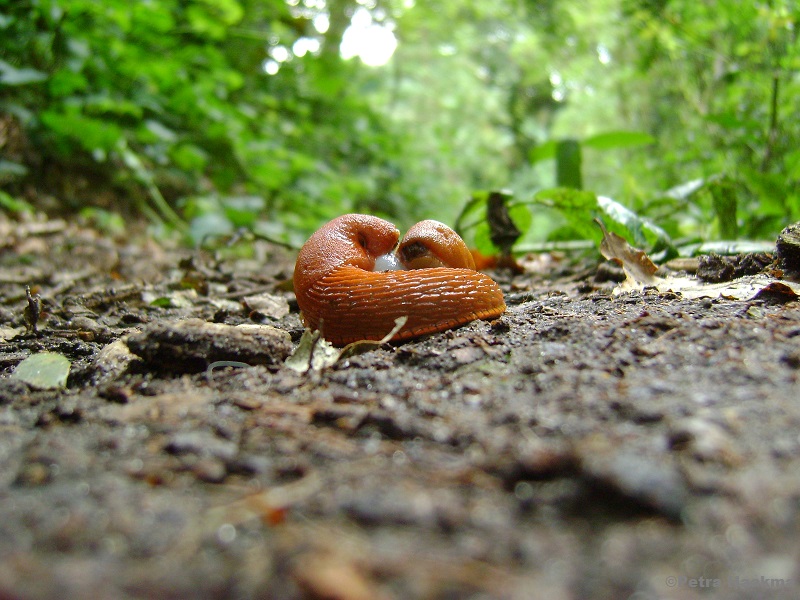 slippery-sliding-snails