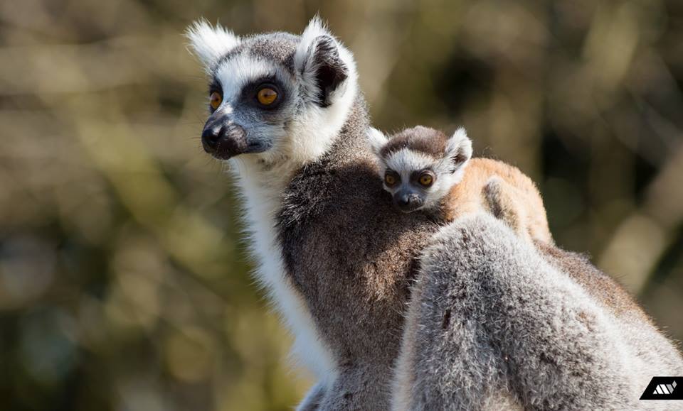 moeder-en-zoon-of-dochter