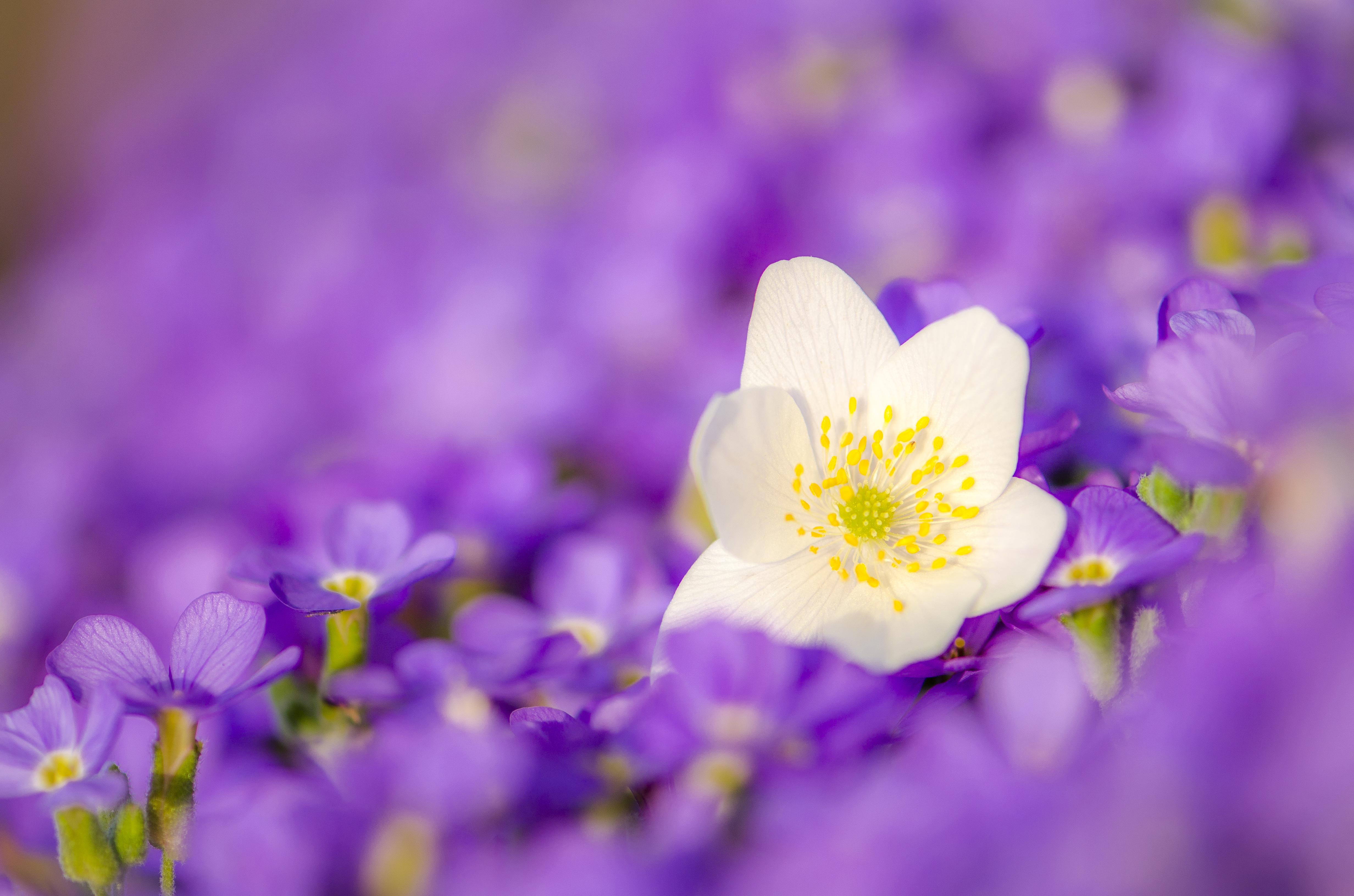 the-beautiful-outsider