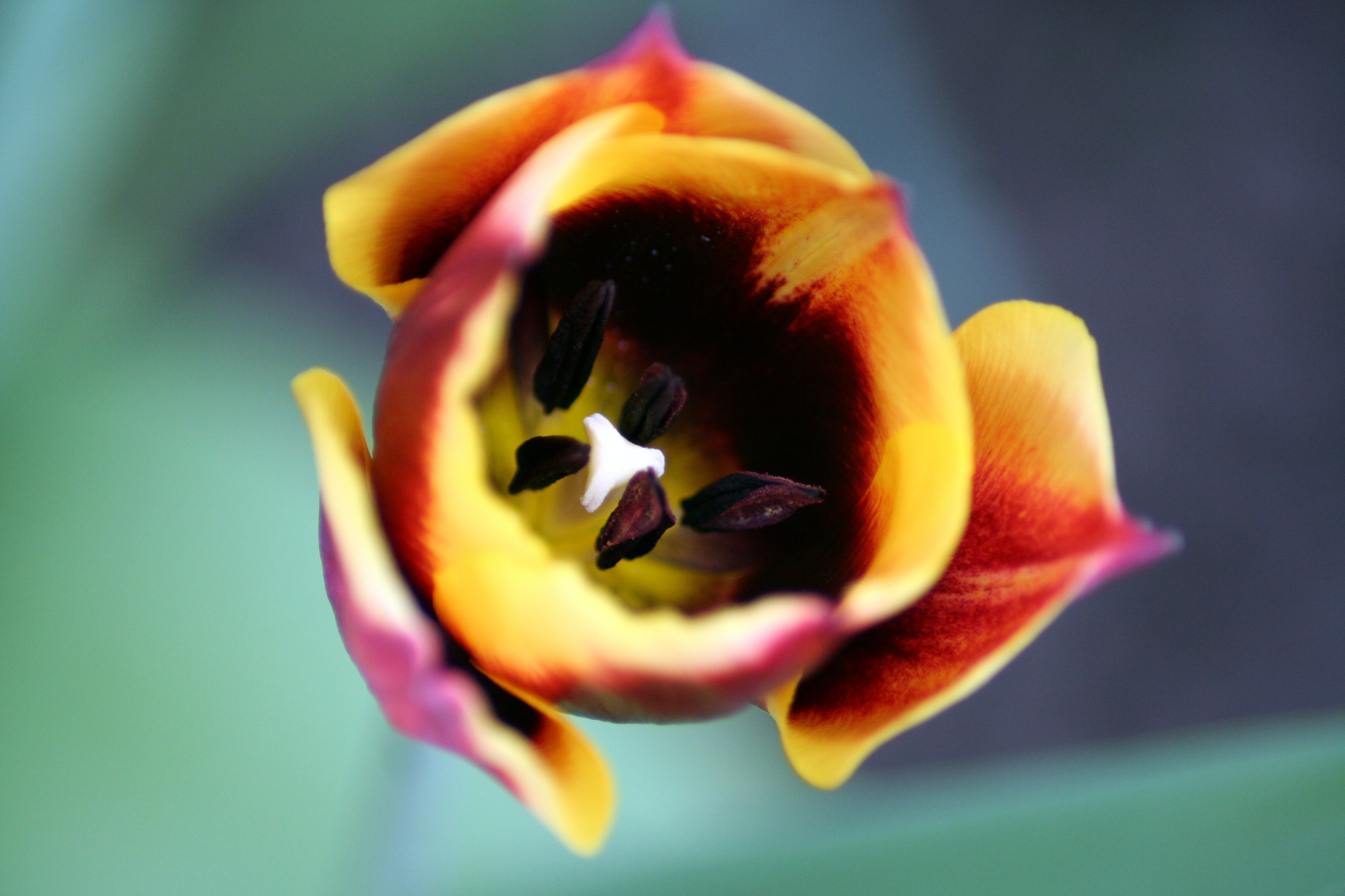 tulp-28