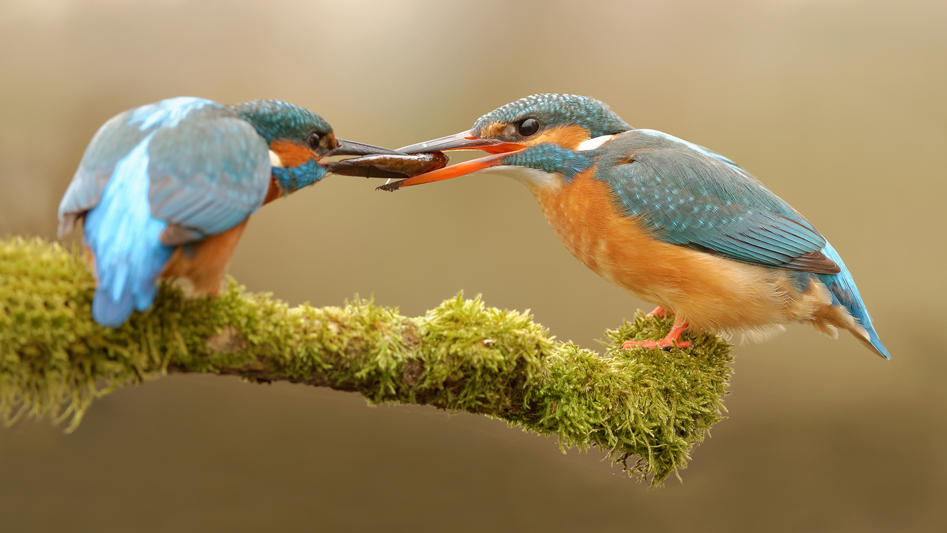 kingfisher-love