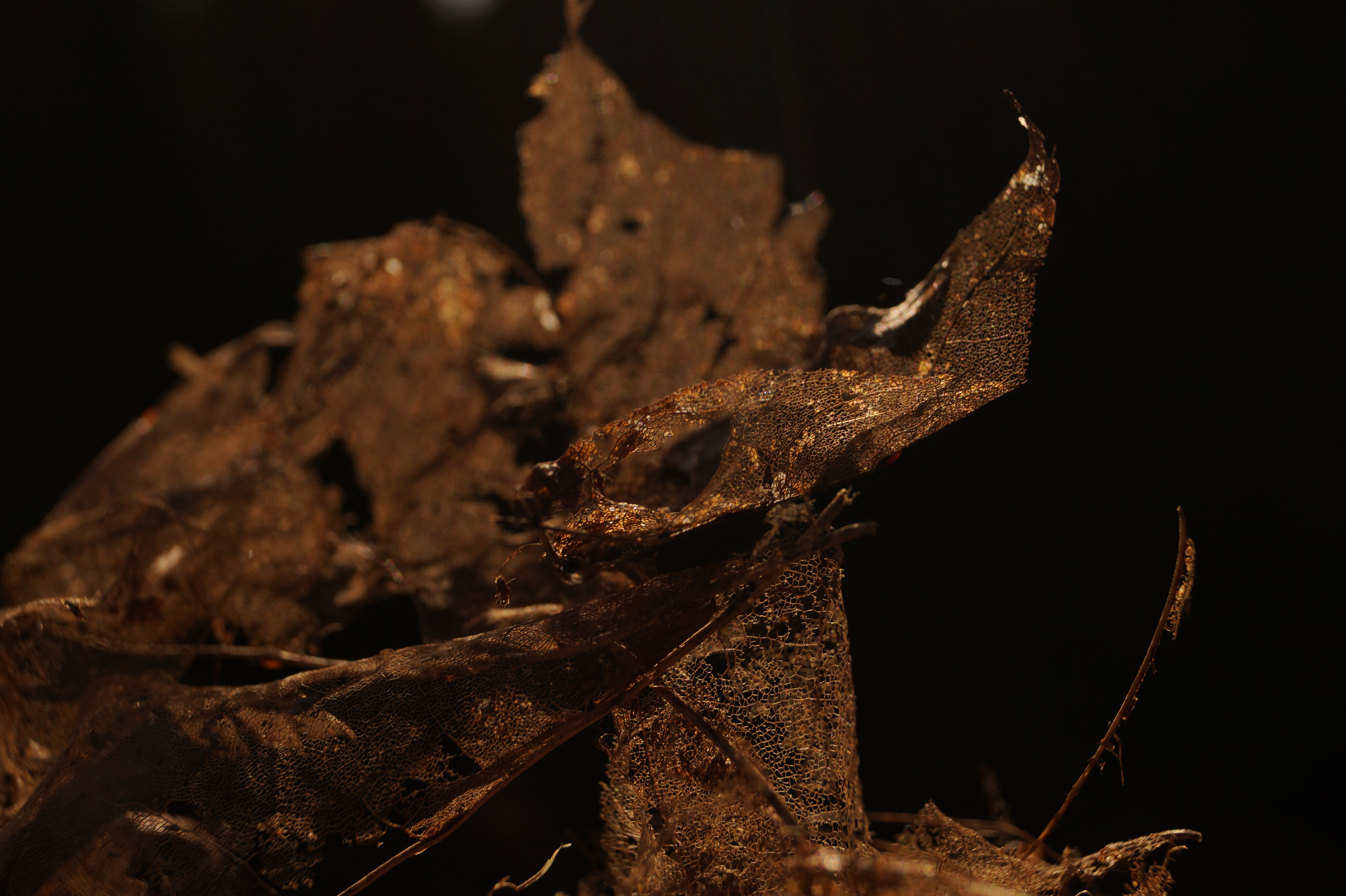 duizende-dieptes-verloren-in-%C3%A9%C3%A9n-blaadje