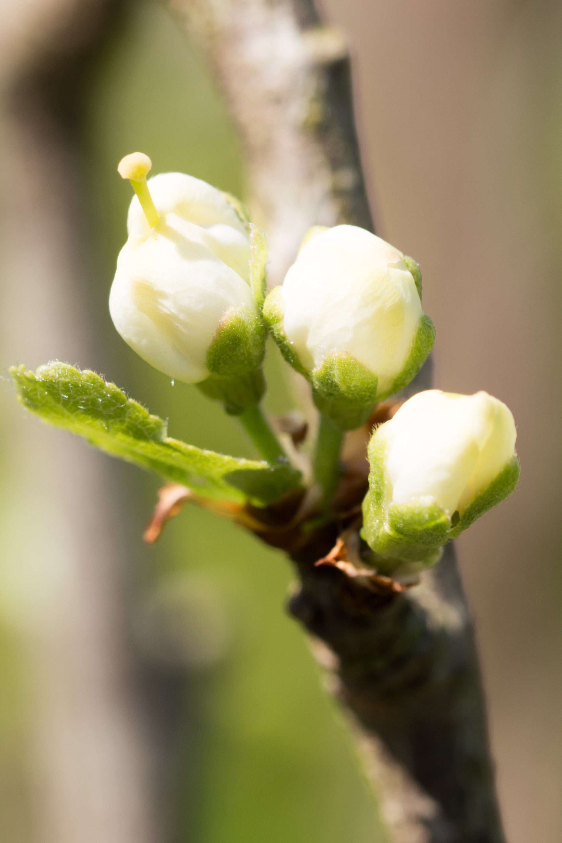 bloesem-van-pruimenboom-1