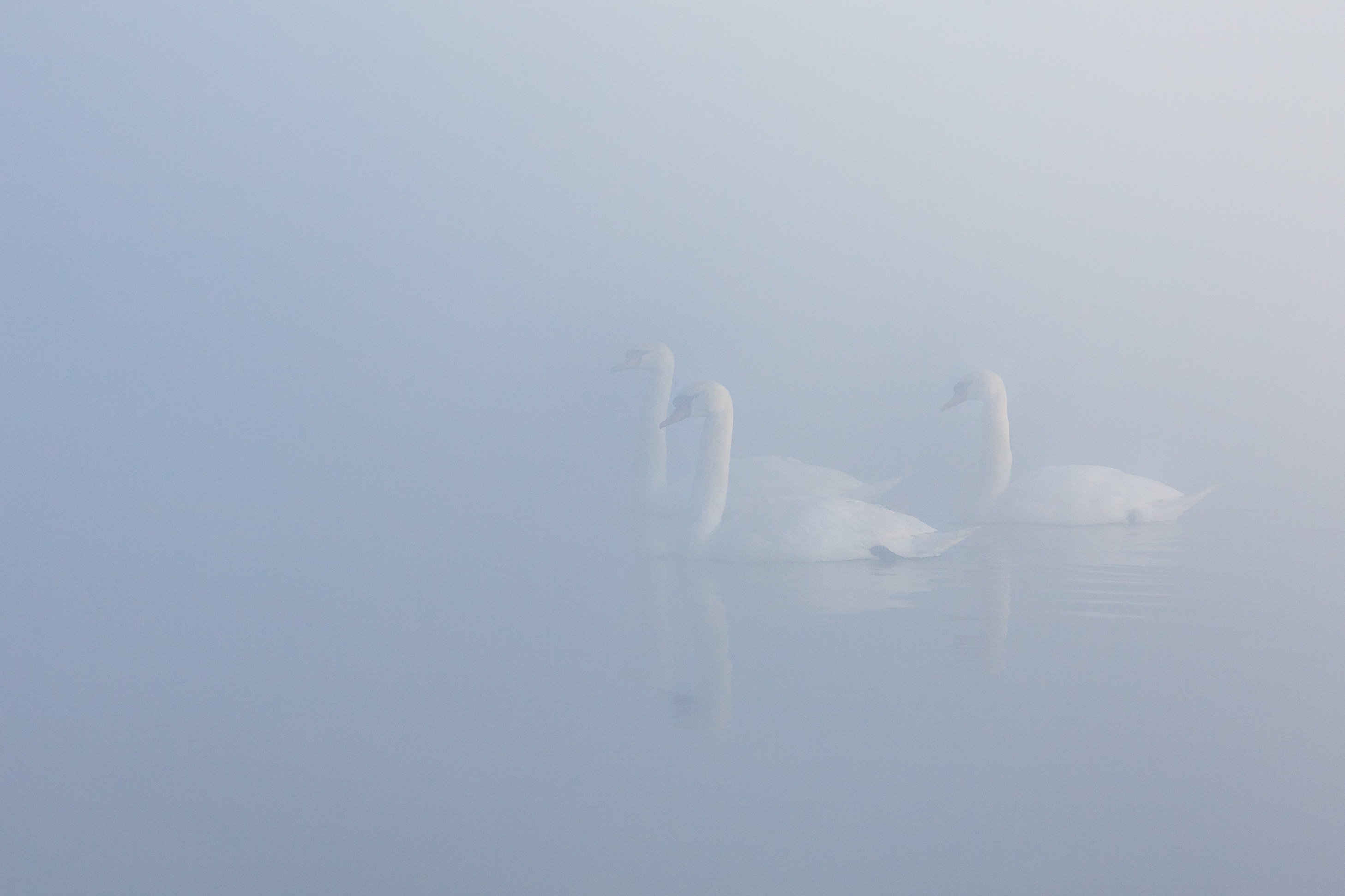zwanen-in-de-mist