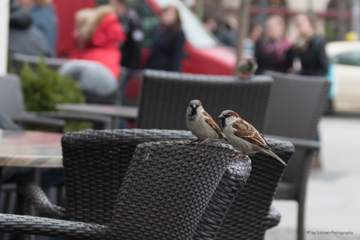 samen-op-het-terras-1