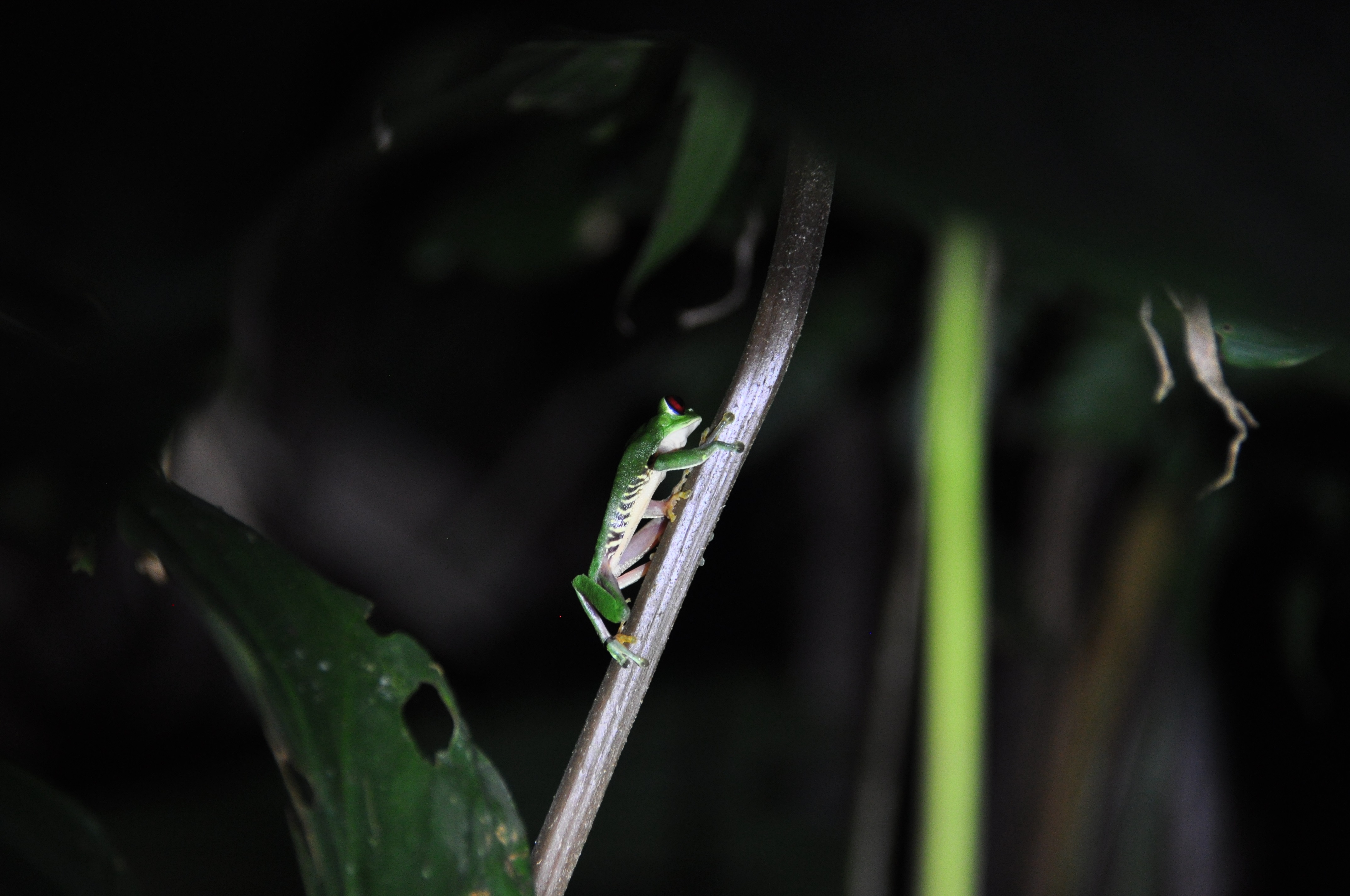 red-eyed-tree-frog-by-night