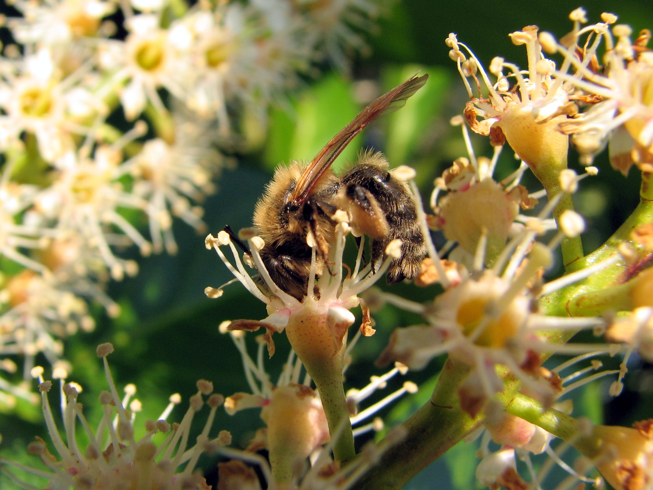 bee-munching