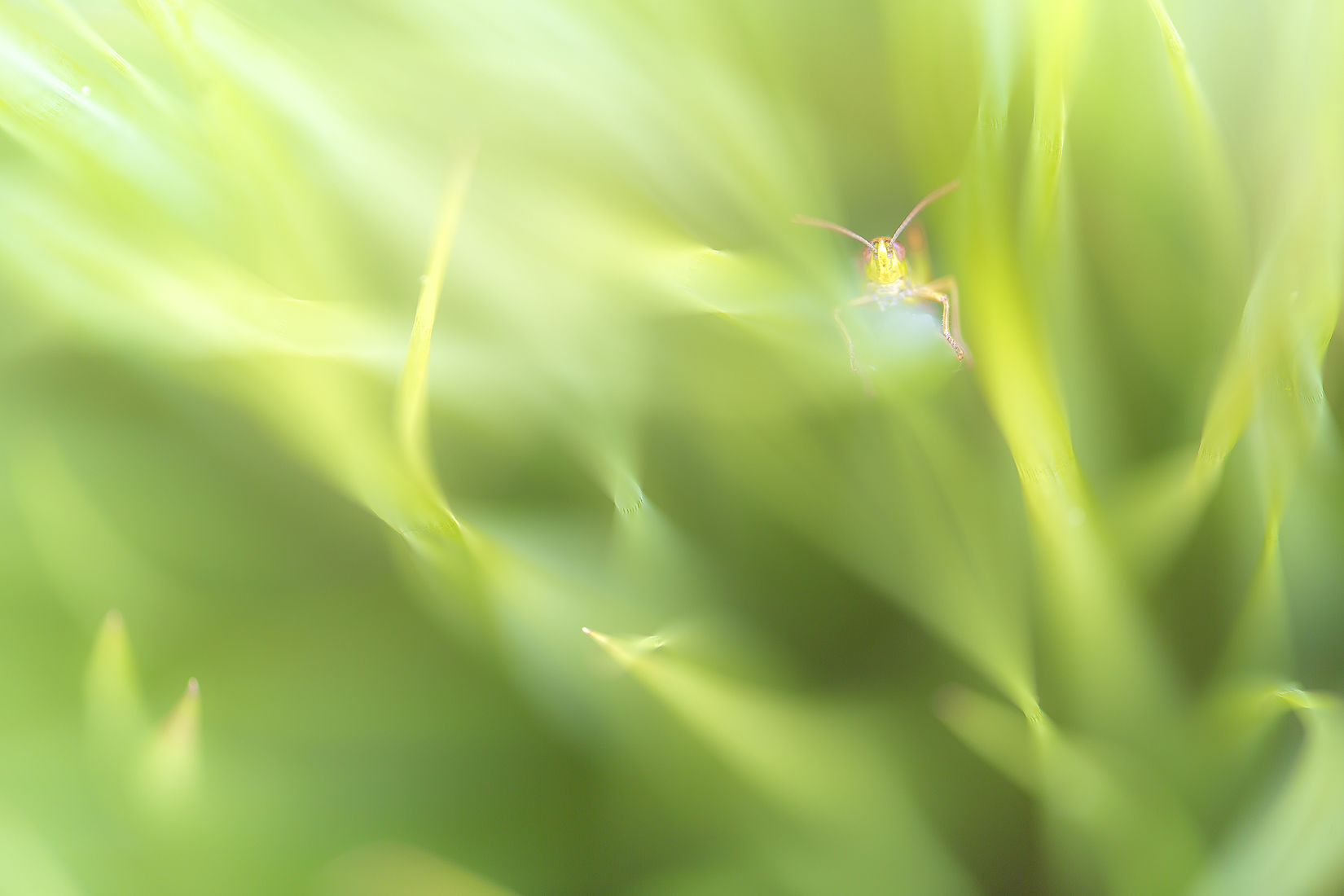 ik-zie-ik-zie-wat-jij-nie-ziet