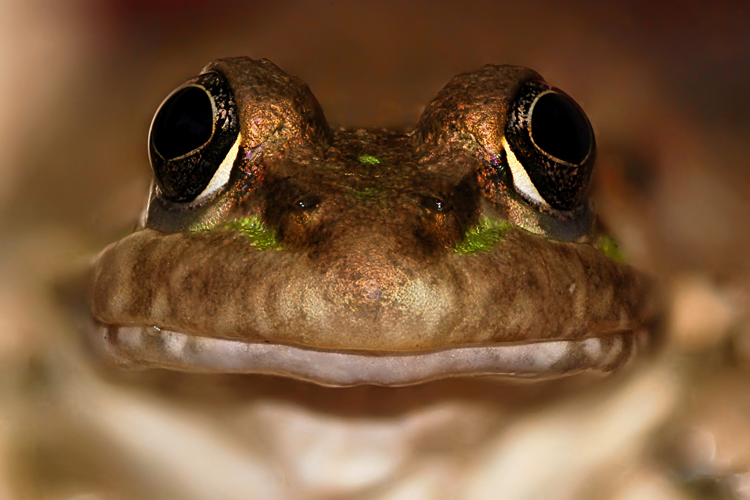 looking-for-a-princess