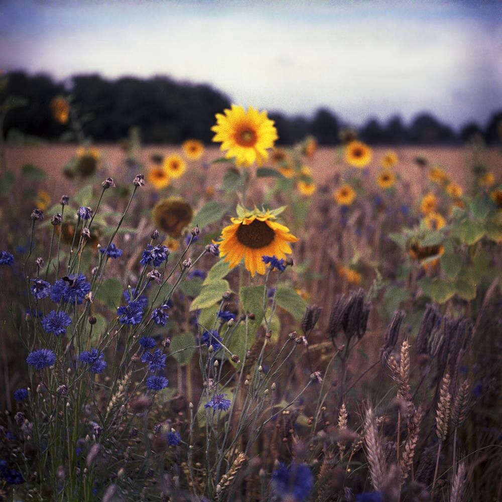 de-zonnebloem-kinoflex-6x6