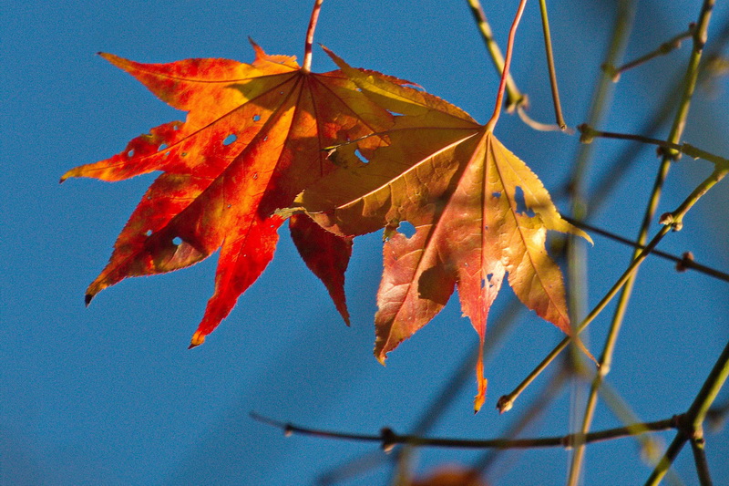 zijn-wij-de-laatsten