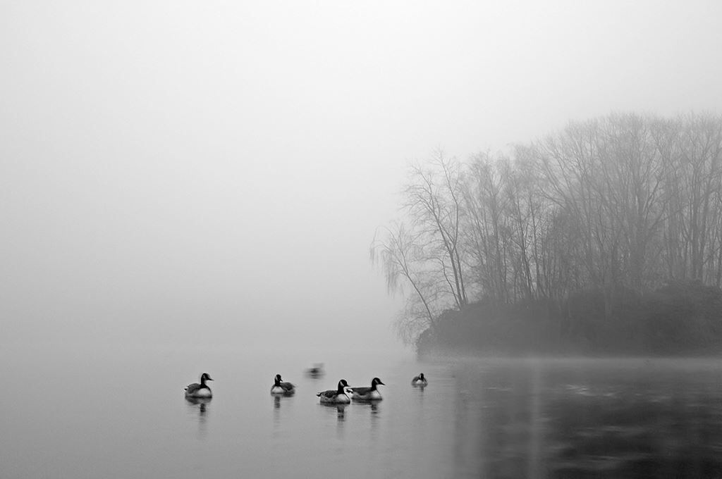 soepkippen-in-de-mist