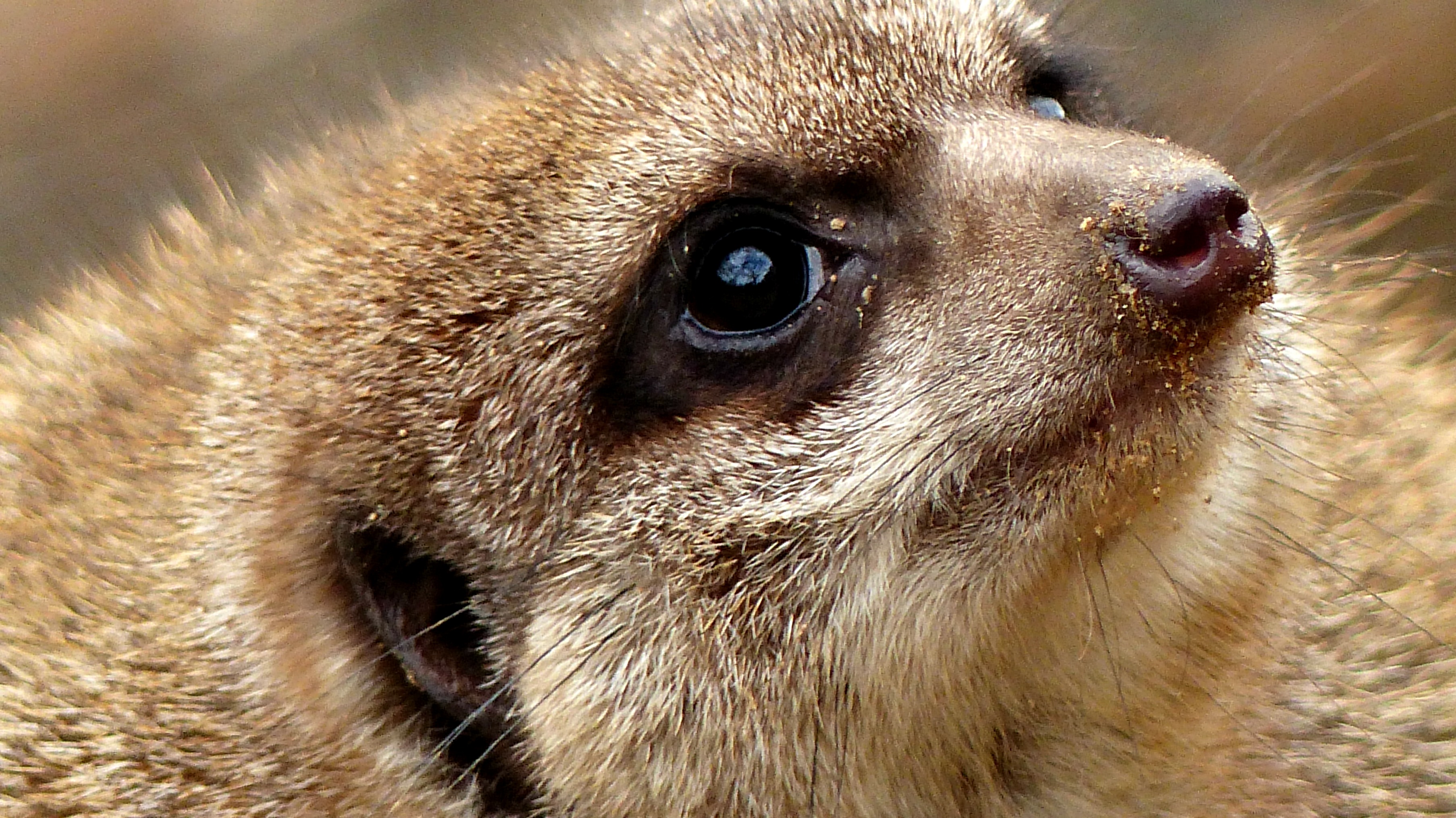 stokstaartje-met-een-twinkel-in-de-oogjes