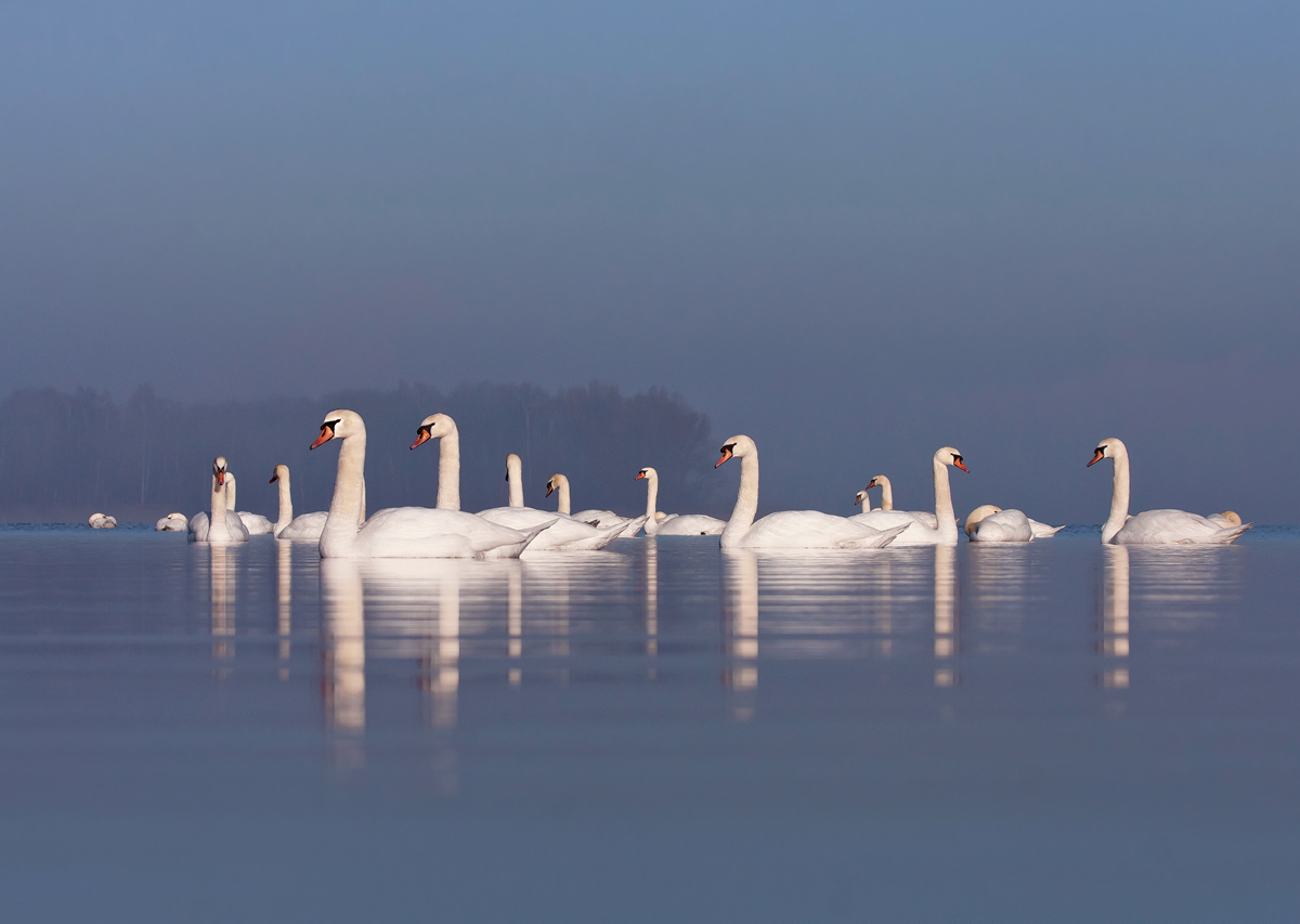 swan-lake-1