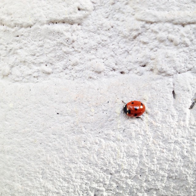 ladybugs-are-my-favorite