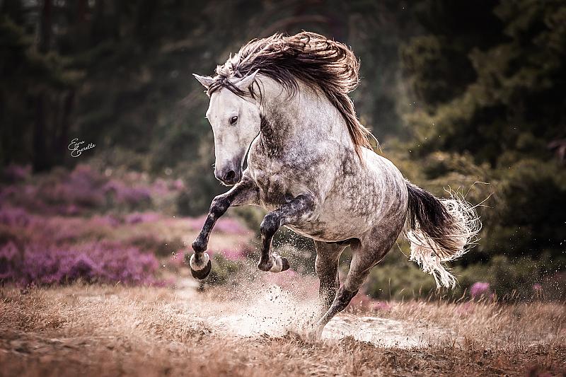 horse-power