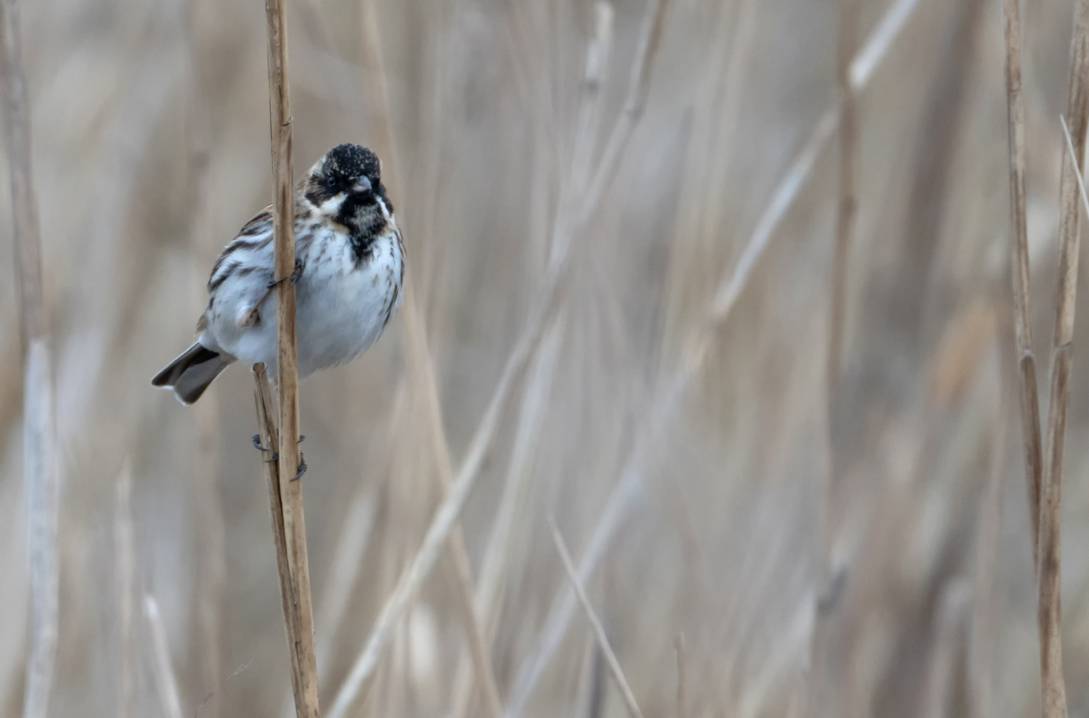 de-rietgors-laat-zich-zien