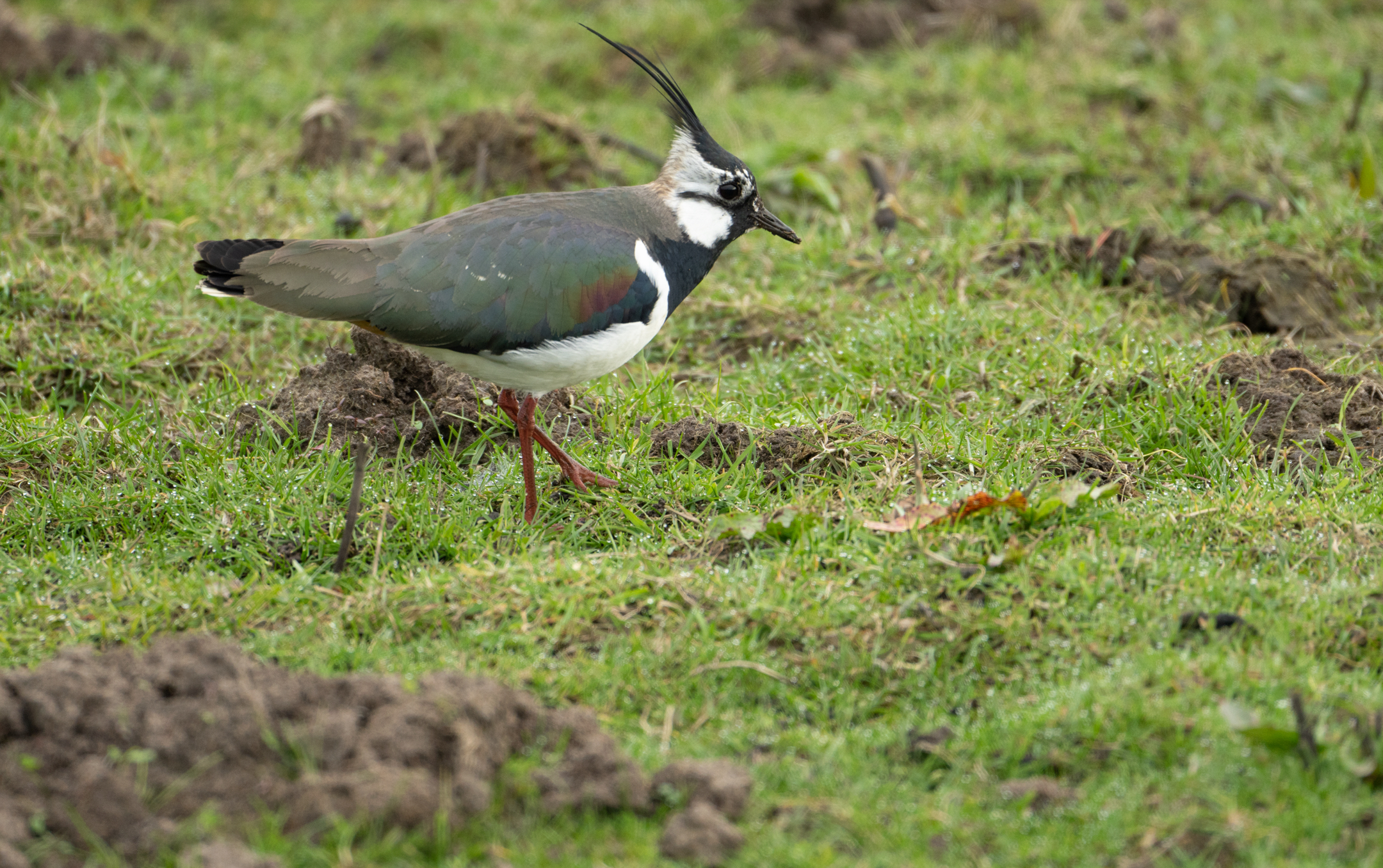 op-zoek-naar-een-kuiltje