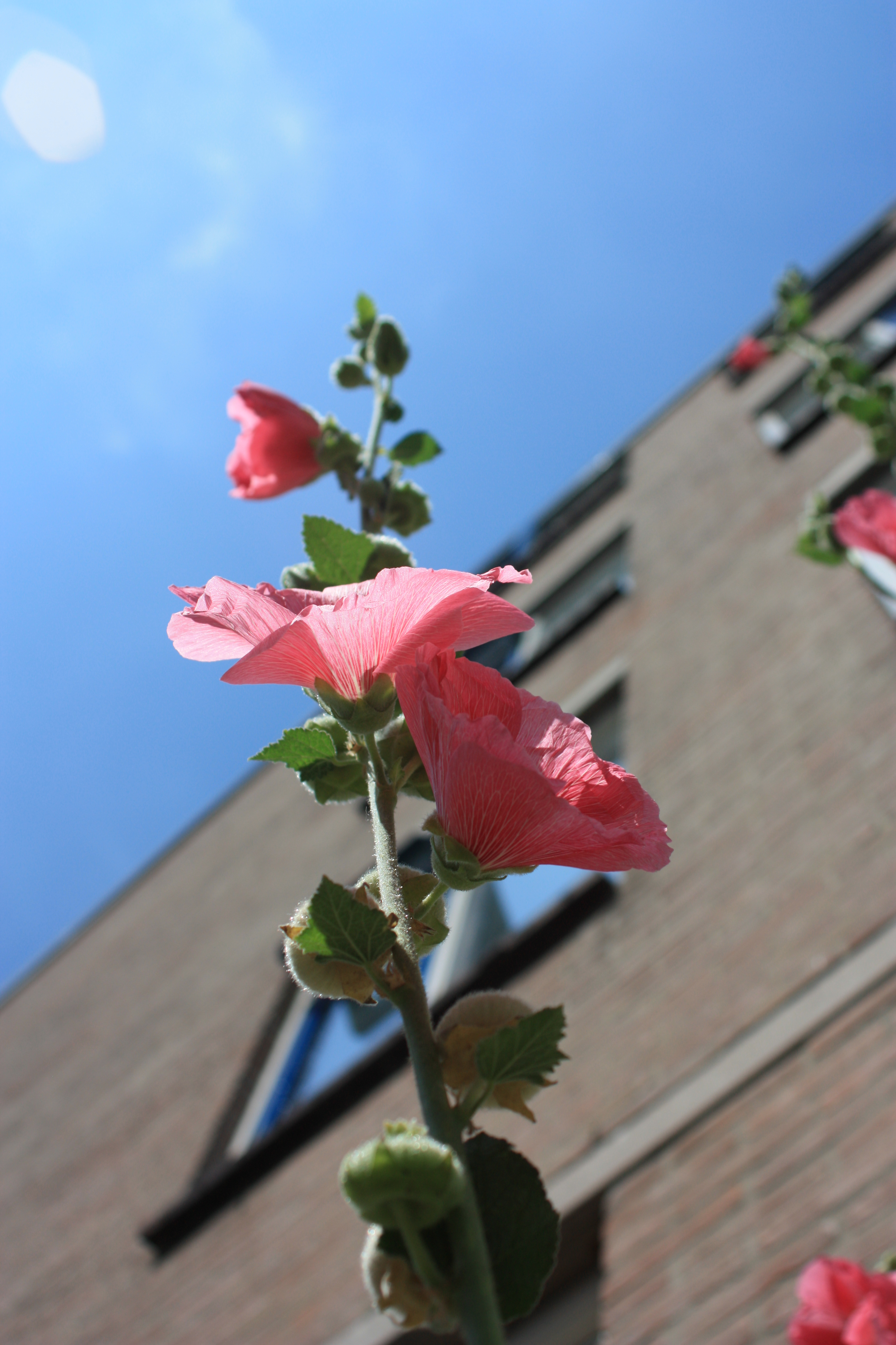 rotterdam-noord-bloeit-op