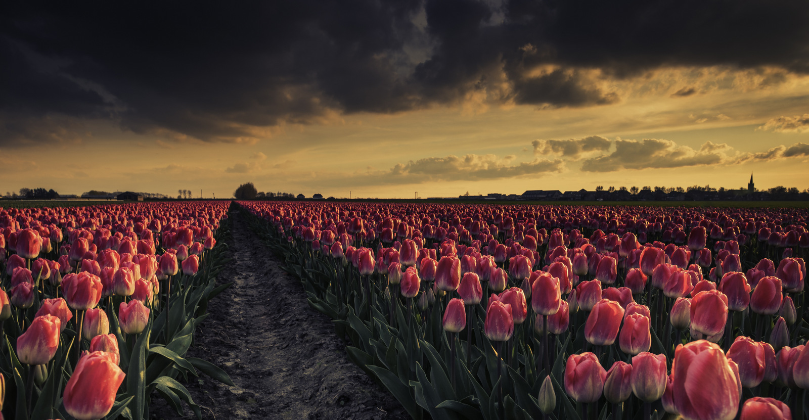 trekker-pad-tussen-de-tulpen