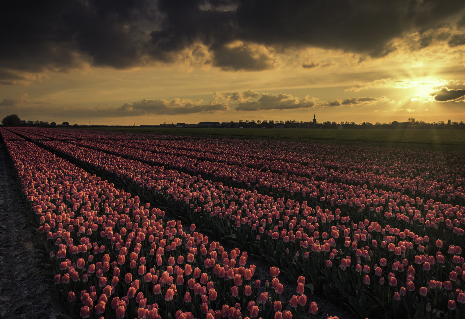 zon-boven-de-tulpen