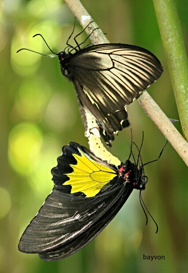 voortplanting-vlinders