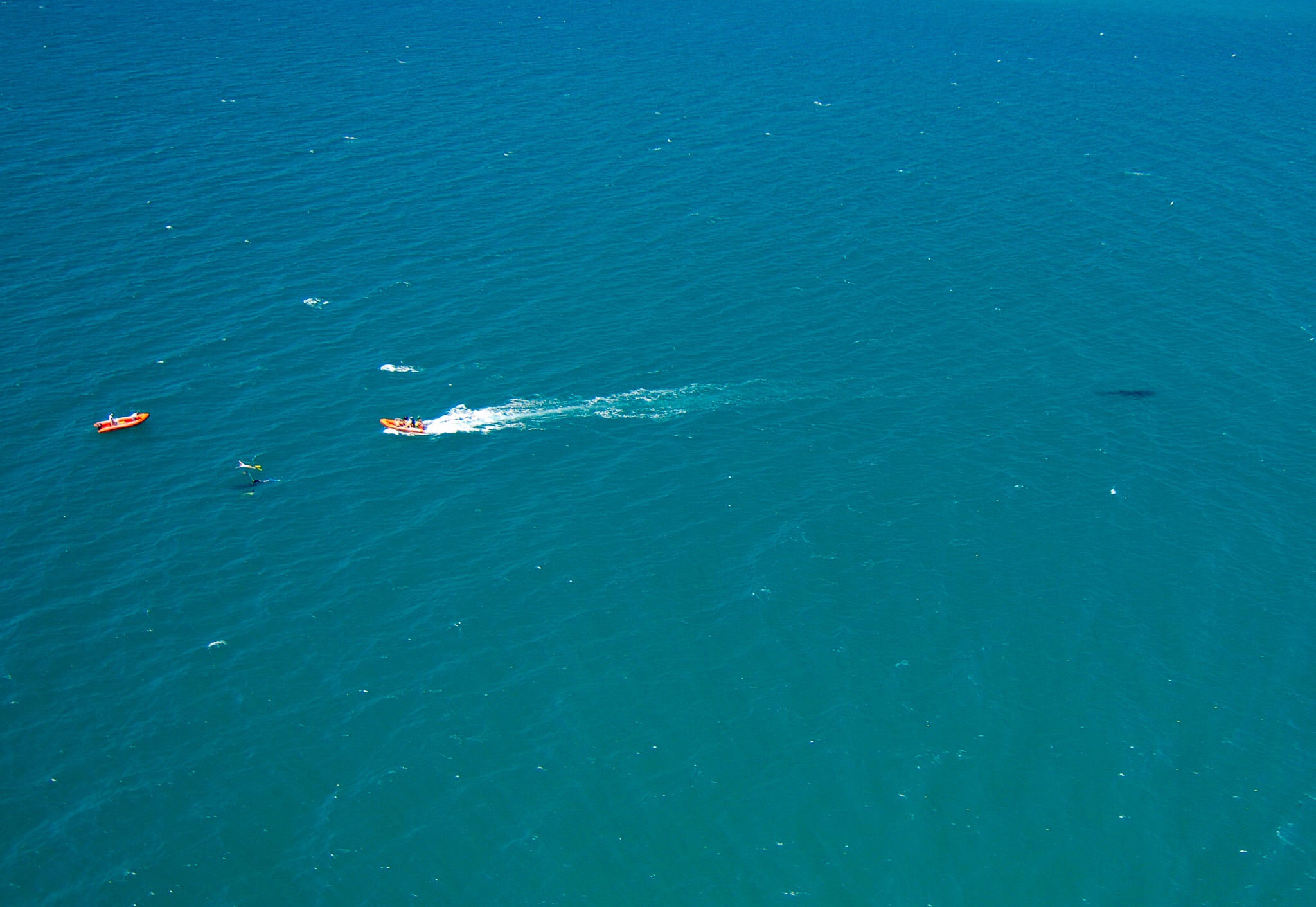 zoektocht-walvishaai