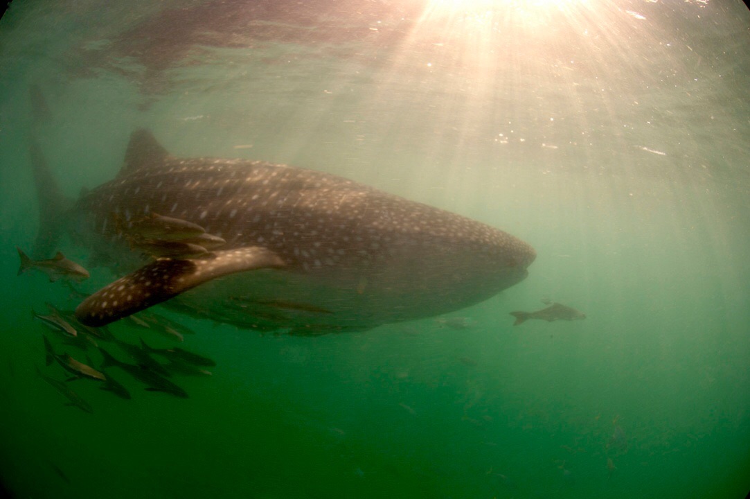 walvishaai-mafia-eiland