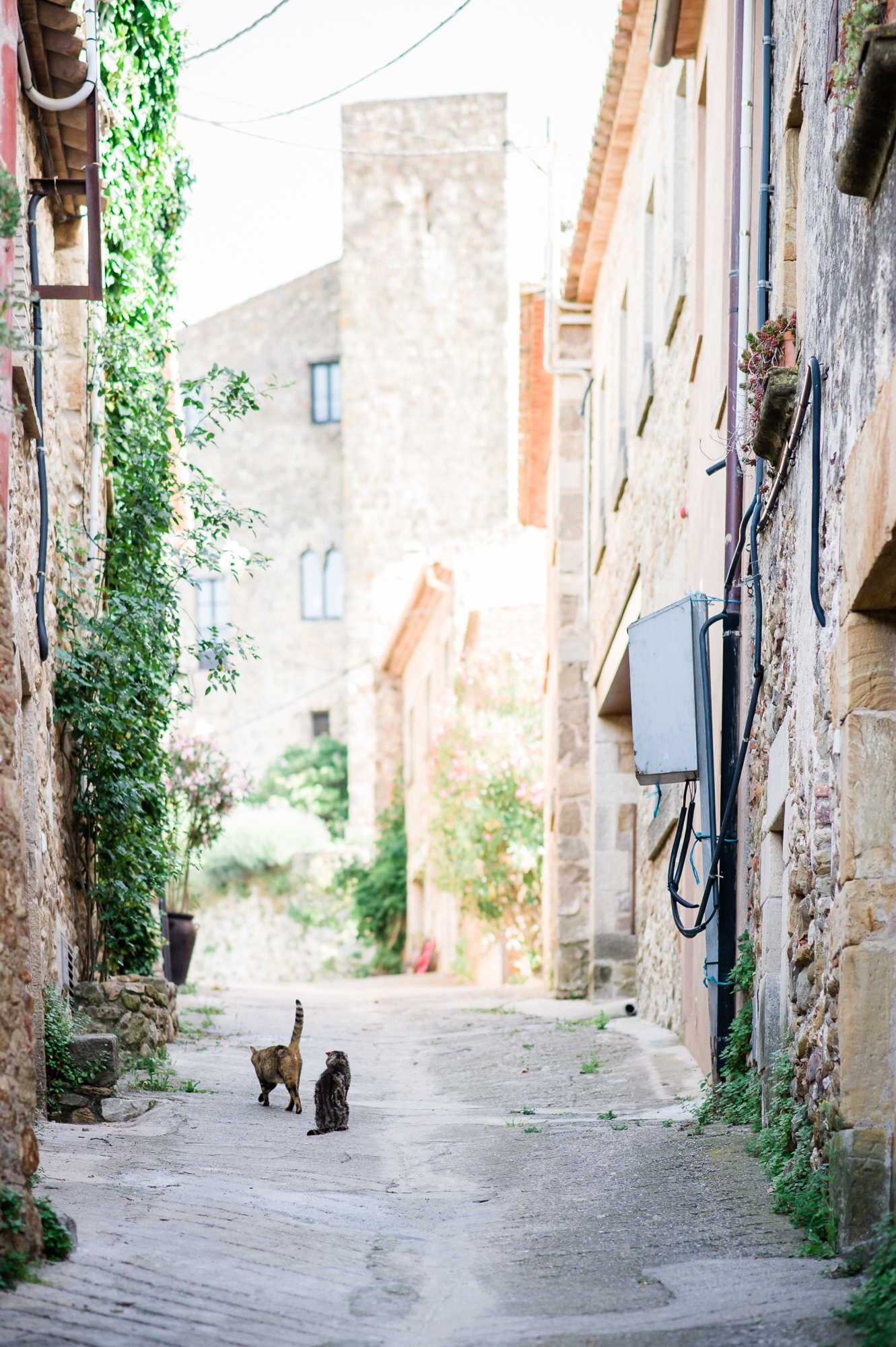 cats-living-their-streets