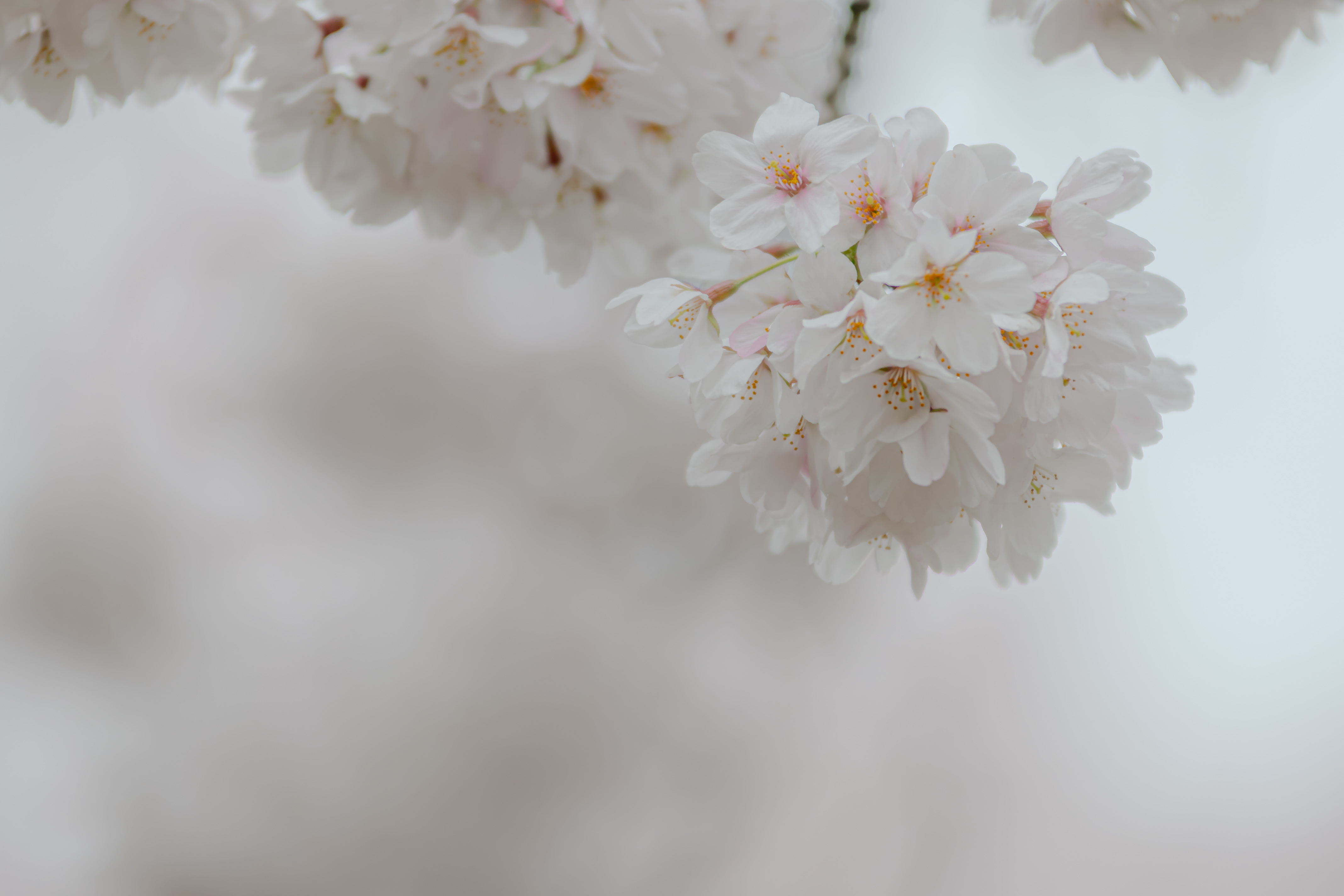 japanse-kersenbloesem