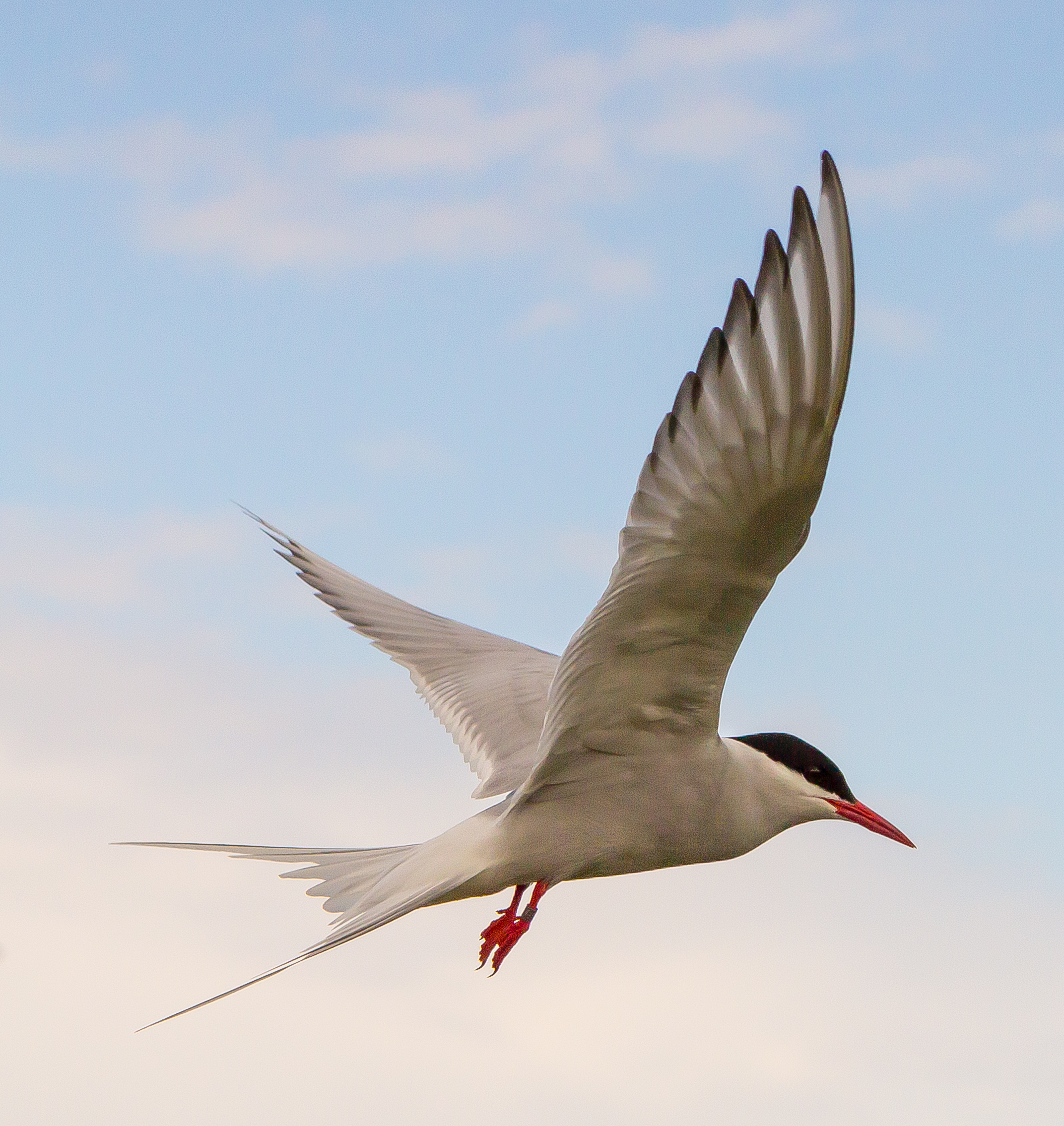 tern