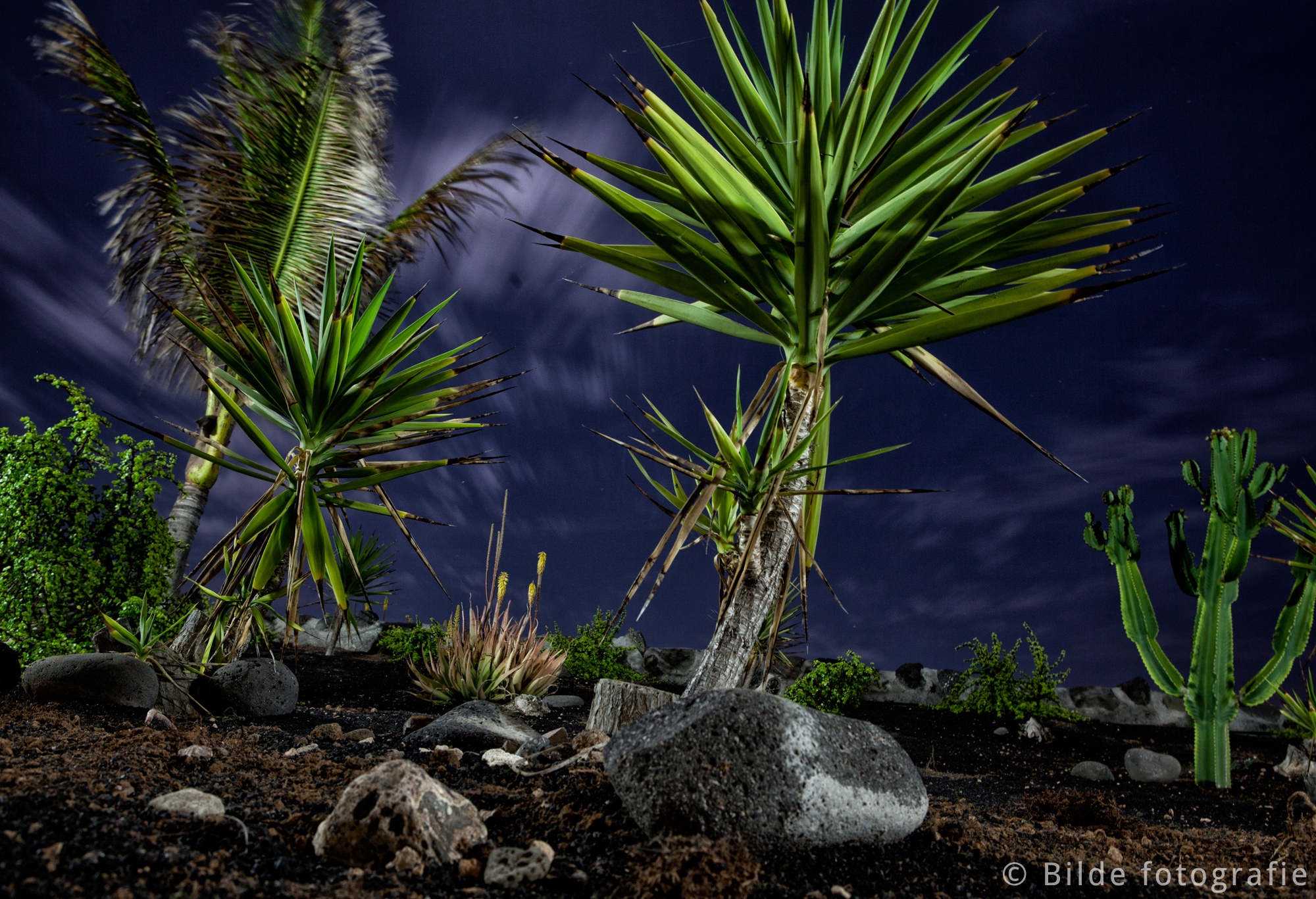 palmtrees-on-vulcano-earth