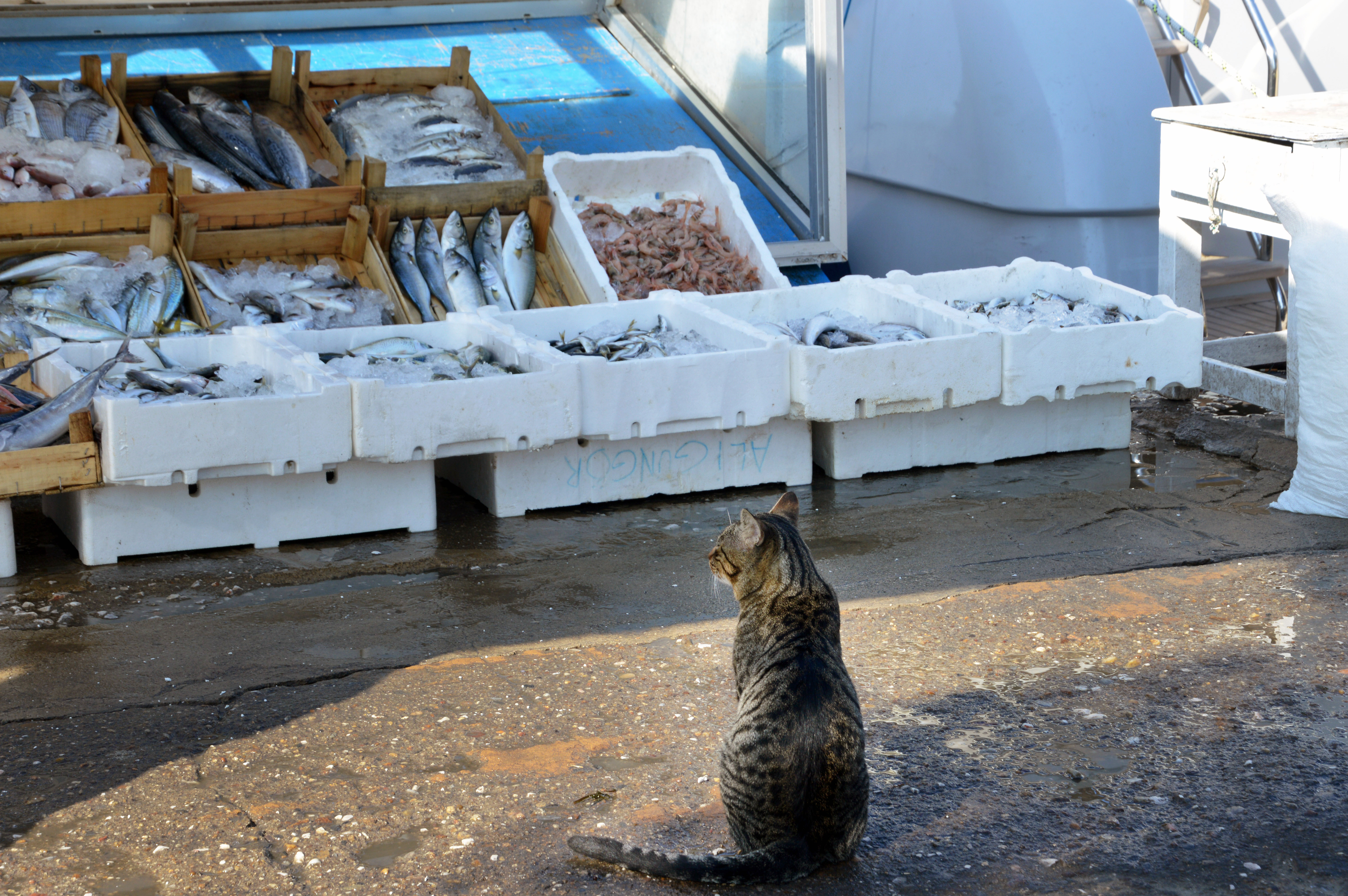 de-kat-houdt-zijn-waar-goed-in-de-gaten-op-de-markt